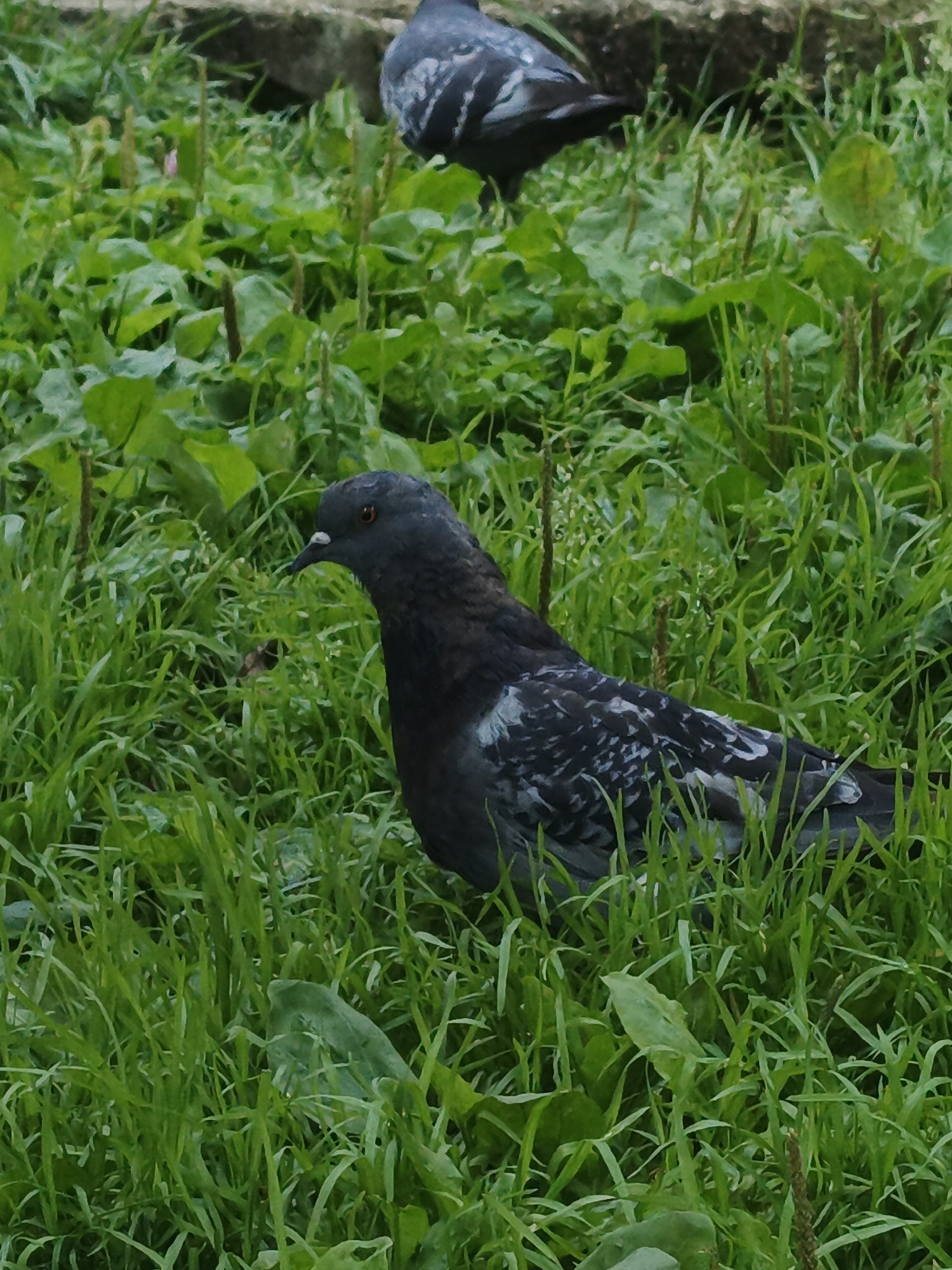 A pigeon is in focus in the foreground of the image, standing in a patch of green grass. The pigeon is dark gray with some lighter gray and white markings on its wings and tail. Its head is turned to the left, and it has a small white beak and orange eyes. In the background, another pigeon is partially visible, also in the grass. The environment is a naturalistic setting with lush green grass and some larger leaves. The ground appears to be dirt or gravel. The image is a close-up shot, taken from a slightly elevated angle.