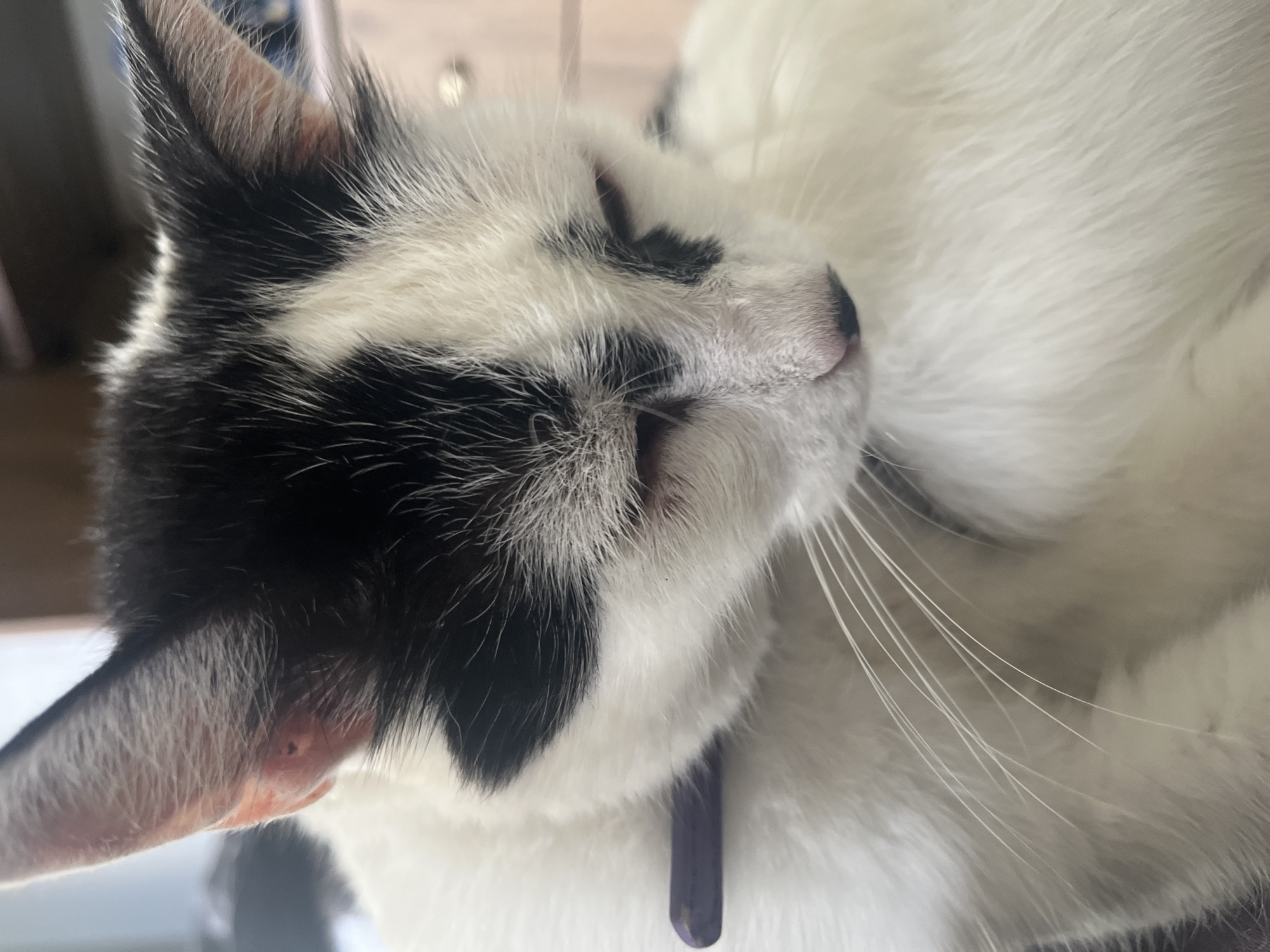 A black and white cat is shown close up, with its head tilted downwards. The cat is wearing a purple collar. The background is out of focus, but appears to be indoors with a wooden surface visible. The cat's fur is white with black markings on its head and ears. The cat's eyes are mostly closed, and its whiskers are prominent. The image does not contain any information about the city of Ureki, Georgia.