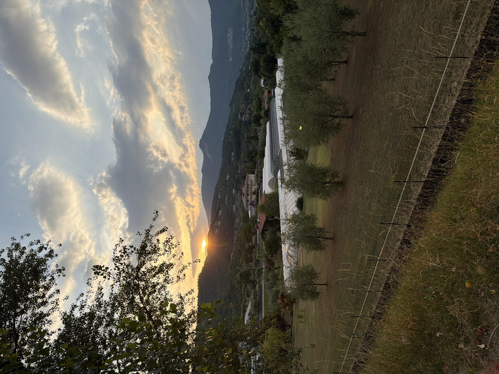 The image captures a serene sunset scene in Salò, Italy. In the foreground, tall grass and a fence delineate a field with several olive trees scattered across it. Beyond the field, a row of greenhouses with arched white coverings stretches across the landscape. Behind the greenhouses, buildings with red-tiled roofs are nestled amongst trees, and further in the distance, rolling hills are visible, some dotted with houses. The sky is filled with dramatic clouds, with the sun setting behind a hill on the left, casting a warm, golden light across the scene. The overall impression is one of peaceful rural life bathed in the warm glow of sunset.
