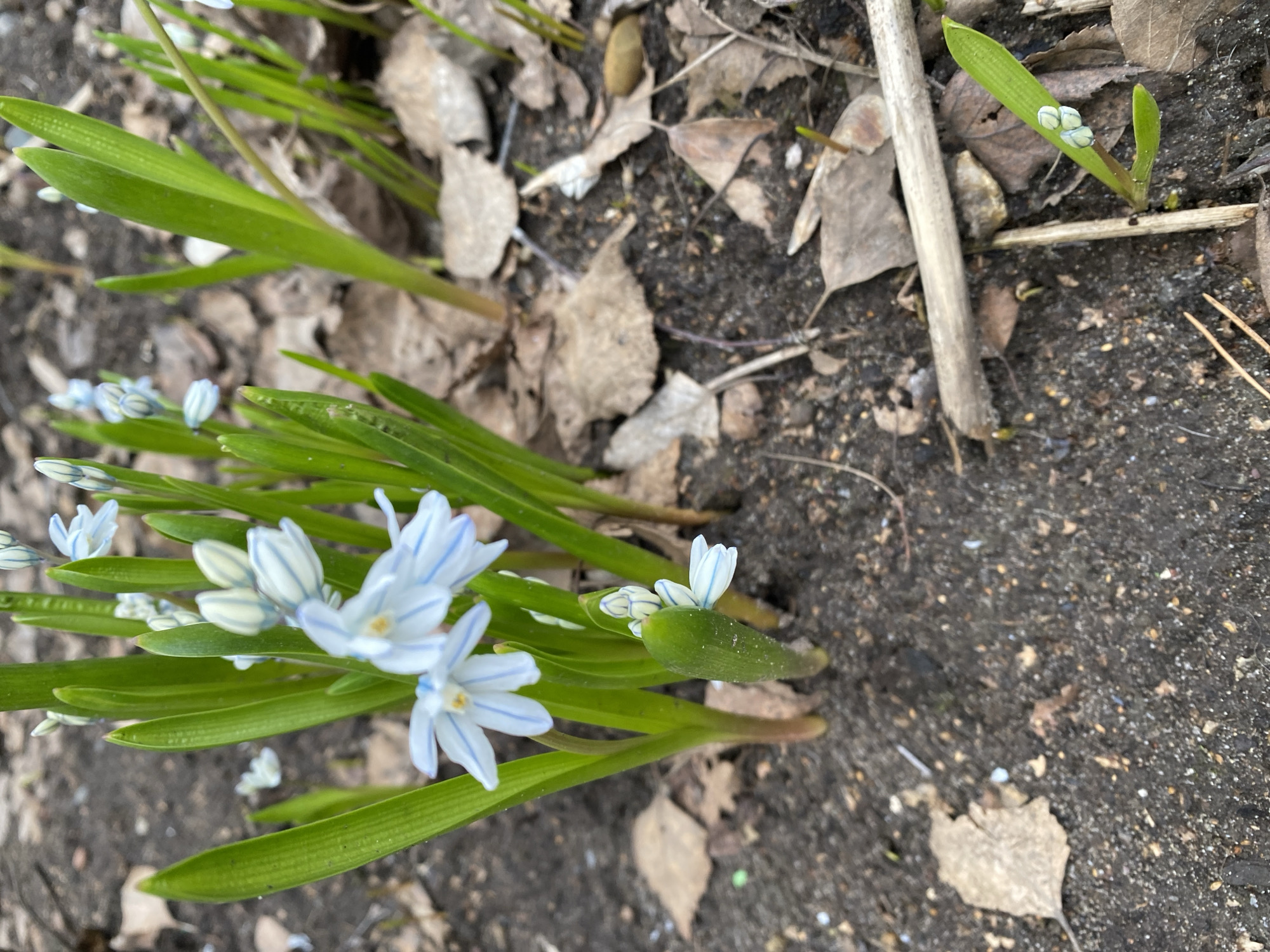 The media file presents a close-up, slightly angled view of early spring flowers and foliage emerging from dark soil, set in Chaikovsky, Russia. The ground consists of rich, dark earth mixed with scattered dry brown leaves and a few small twigs and natural debris.
Dominating the lower left and central portions are clusters of flowering plants with vibrant, strap-like green leaves. The delicate flowers, characteristic of a species like *Puschkinia scilloides* (Striped Squill) or a similar early spring bulb, are predominantly white or very pale blue. Each of their six petals is distinctly marked with slender, darker blue or purplish stripes. Several flowers are fully open, displaying their star-like form and revealing a small light-yellow center. Other flowers are still in various stages of budding, tightly closed but clearly showing the prominent striped pattern. Towards the upper right of the frame, a smaller, solitary young plant with developing flower buds is visible.
The lighting is natural and soft, suggesting daytime. The overall scene conveys the serene and vibrant emergence of life in springtime. There is no visible text in the image.