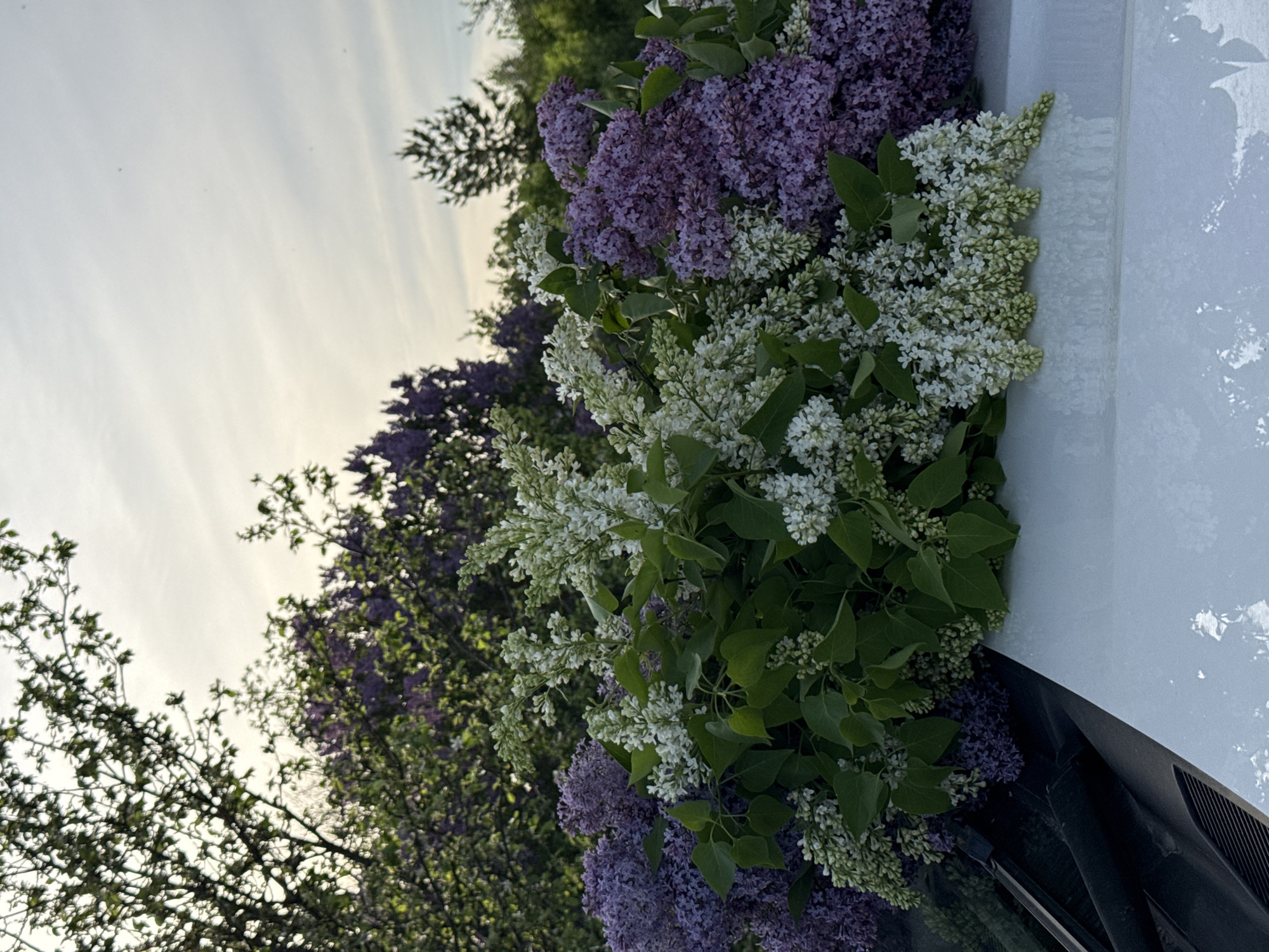 The image shows a bouquet of purple and white lilacs on the hood of a white car. The background features trees and a pale sky. The location is identified as Ленино, Russia. No people or actions are depicted.