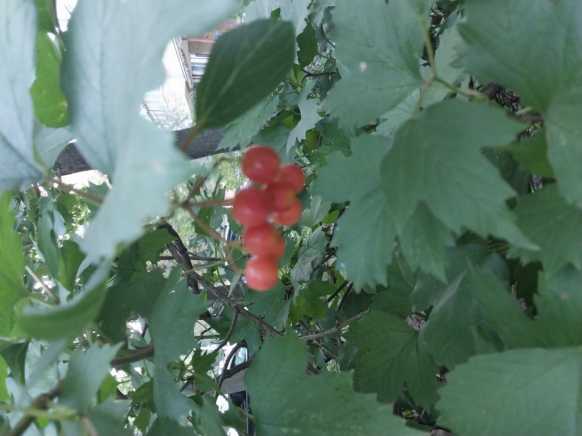The image shows a close-up view of a bush with red berries, likely viburnum, amidst green leaves. The berries are clustered together and are out of focus, as are the surrounding leaves. In the background, partially obscured by the foliage, there are hints of a building and a vehicle. The overall setting suggests an outdoor environment, possibly a garden or park within the city of Dnipro, Ukraine. No people are visible in the frame. The lighting indicates it is daytime, with diffused light filtering through the leaves.