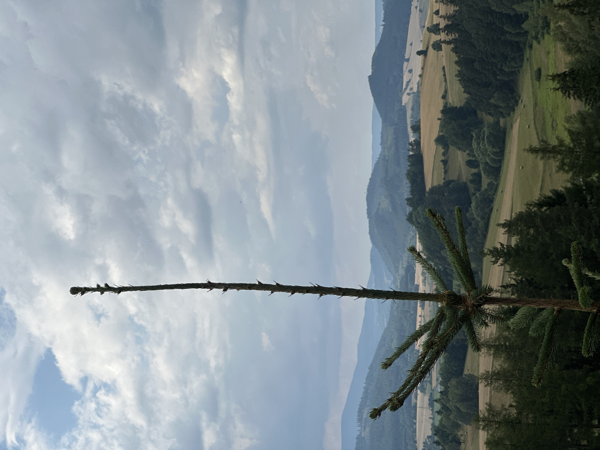 This is a vertical, medium-shot photograph taken from a high vantage point overlooking a rural landscape in Chełmsko Śląskie, Poland. In the foreground, a young fir tree is prominently positioned, its thin trunk extending upwards and its sparse branches reaching outwards. The tree is in focus, with its needles detailed.
The background reveals rolling hills covered in a patchwork of green forests and golden-brown fields, suggesting farmland. Some of the fields have visible hay bales. The landscape recedes into the distance, with multiple layers of hills, some appearing forested and others more bare, under a cloudy sky. The sky itself is filled with a mix of white and gray clouds, with patches of blue sky visible, indicating a partly cloudy day. The overall impression is one of a serene, natural environment, likely on the outskirts of or within a rural area. There are no people or animals visible in the frame.