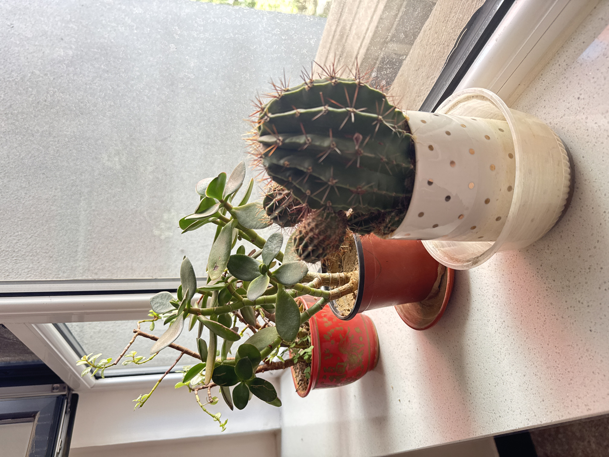 Three potted plants are displayed on a white windowsill. The plant on the left is a jade plant with thick, green, oval-shaped leaves and thin, woody stems. It is planted in a red pot with a decorative pattern. Next to it, to the right, is another potted plant, a cactus with prominent spines and a spherical shape, housed in a white pot with gold polka dots. To the left of this cactus is a smaller cactus, partially obscured. The windowsill is made of a white, speckled material and has a slight sheen. The background consists of a window with a frosted or textured glass pane, through which diffused light and vague outdoor shapes are visible. A white window frame is also present. The overall scene depicts a collection of indoor plants situated in a domestic or office setting, likely in Zhongtun, China, based on the prompt.