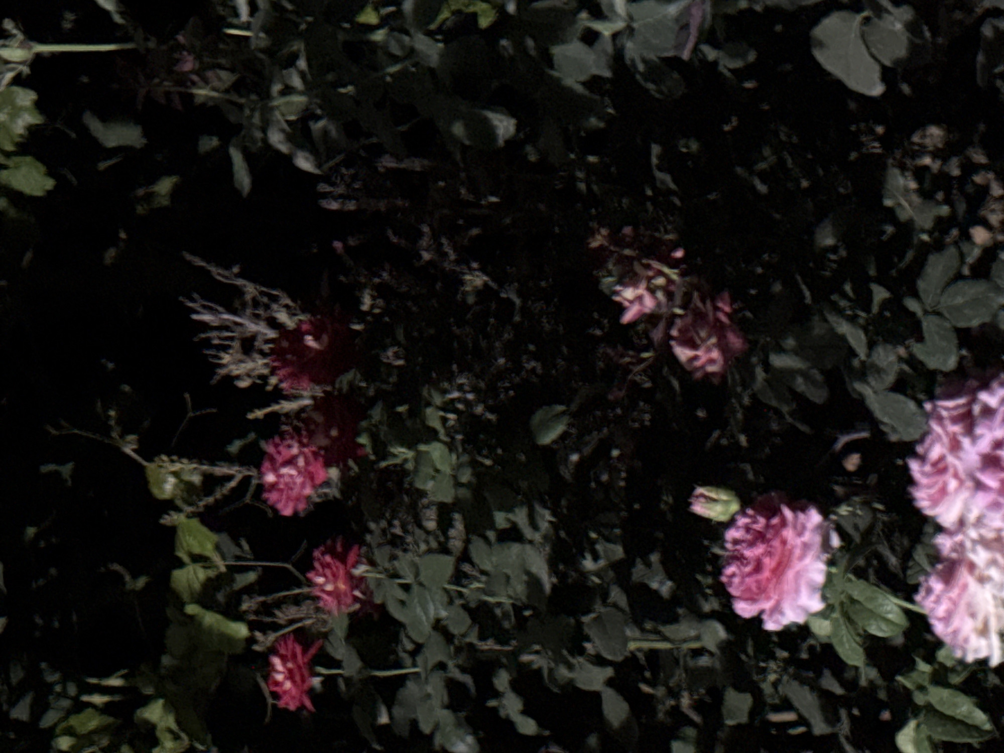 In Vostok, Kyrgyzstan, a close-up, low-light photograph captures several blooming pink roses amidst dark foliage. The roses are vibrant, with delicate, layered petals. One prominent rose in the foreground is fully open, revealing its intricate structure. To its left and right, other roses are visible, some in various stages of bloom and others as buds. The background is dominated by deep shadows and out-of-focus leaves, creating a sense of depth and highlighting the subject matter. The lighting is dim, suggesting it might be dusk or nighttime, with the flowers illuminated by an unseen light source that casts a soft glow on their petals. The overall scene evokes a sense of natural beauty and tranquility.