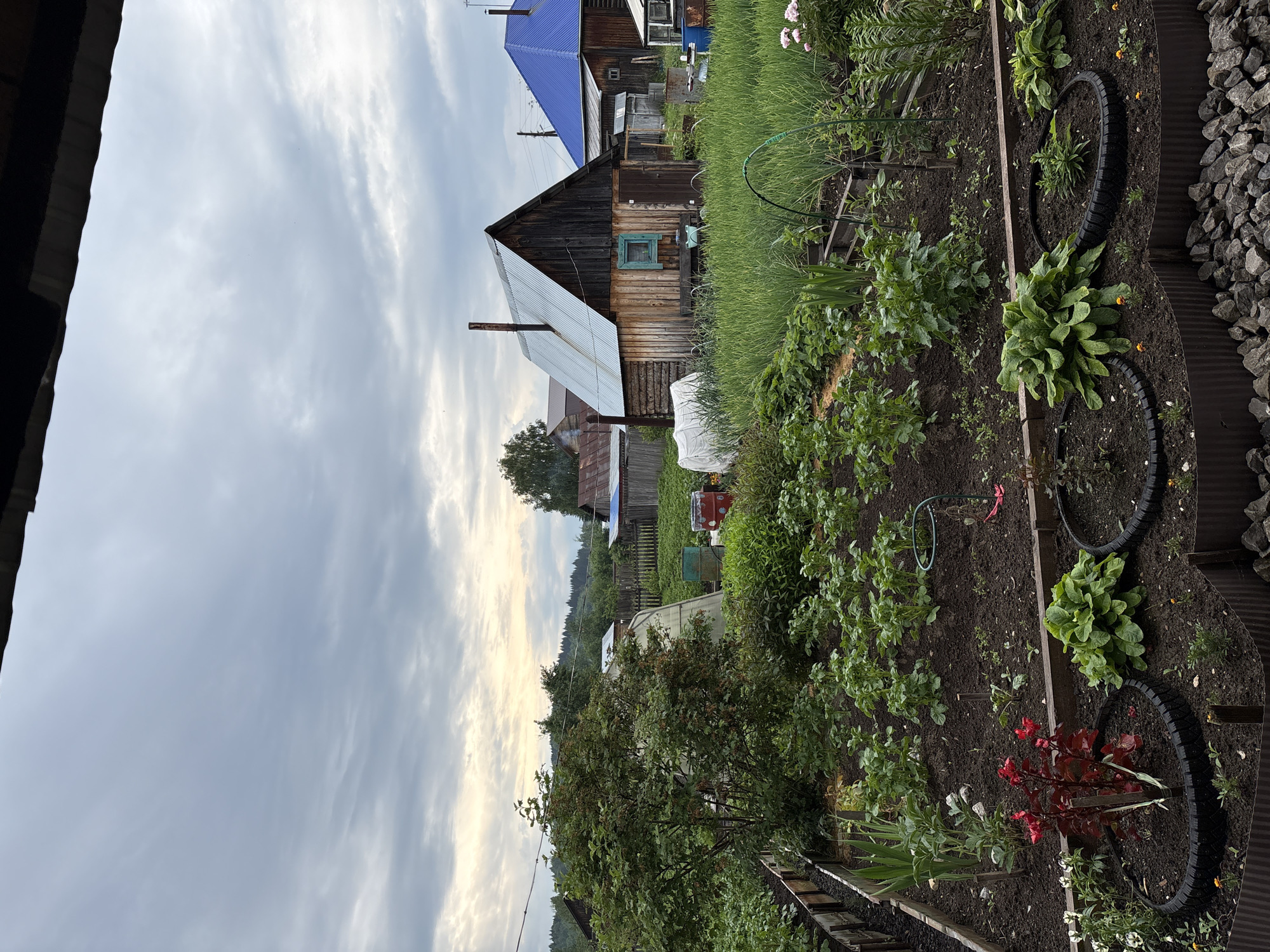 In Yaiva, Russia, a cloudy day descends upon a rural homestead. In the foreground, a meticulously tended garden unfolds, with rows of young plants, possibly potatoes and onions, thriving in dark soil. Some beds are bordered with recycled tires, a common practice in Russian dachas. Lush green foliage dominates the scene, interspersed with vibrant red flowers and scattered orange blooms. A small, rustic wooden shed, with a corrugated metal roof and a single window, stands amidst the greenery, a chimney puffing faint smoke. Beyond, more homes and outbuildings, some with corrugated metal roofs and others with vibrant blue roofs, are nestled amongst trees. The landscape stretches to a backdrop of rolling hills covered in dense forest, disappearing into the hazy sky.