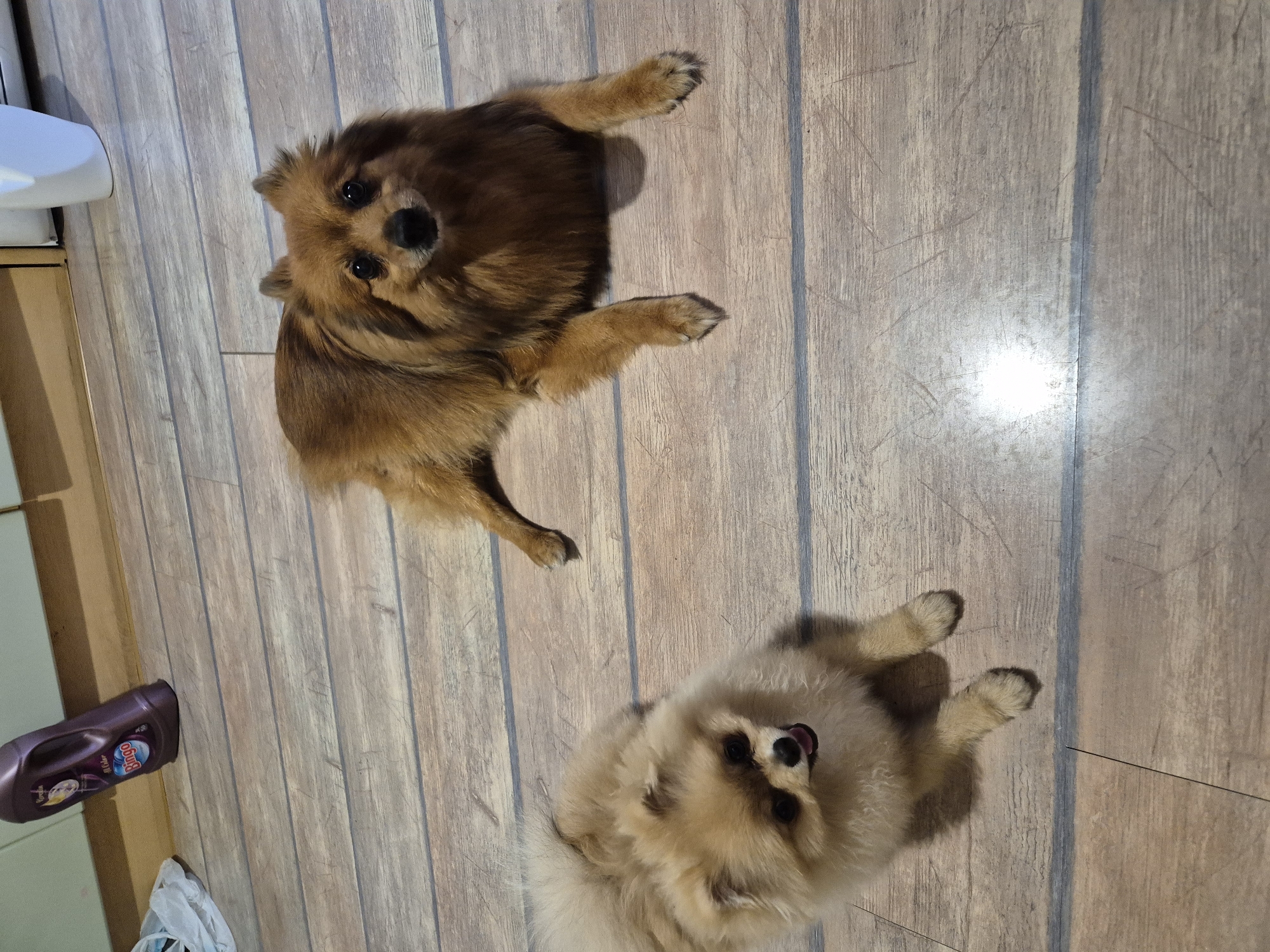 The image shows two Pomeranian dogs lying on a wooden floor. One dog, a dark brown Pomeranian, is lying on its back with its legs in the air. The other dog, a lighter colored Pomeranian, is lying on its stomach. Both dogs appear to be relaxed and happy. The scene is indoors, with a wooden floor that has a light grain. There is a white object to the left of the brown dog, which could be furniture or an appliance. To the left of the lighter colored dog, there is a purple bottle of cleaning product with a label that appears to say "Bugo." A white plastic bag is also visible on the floor next to the bottle. The lighting suggests it is daytime, and the mood of the image is playful and domestic. There is no indication of weather conditions.