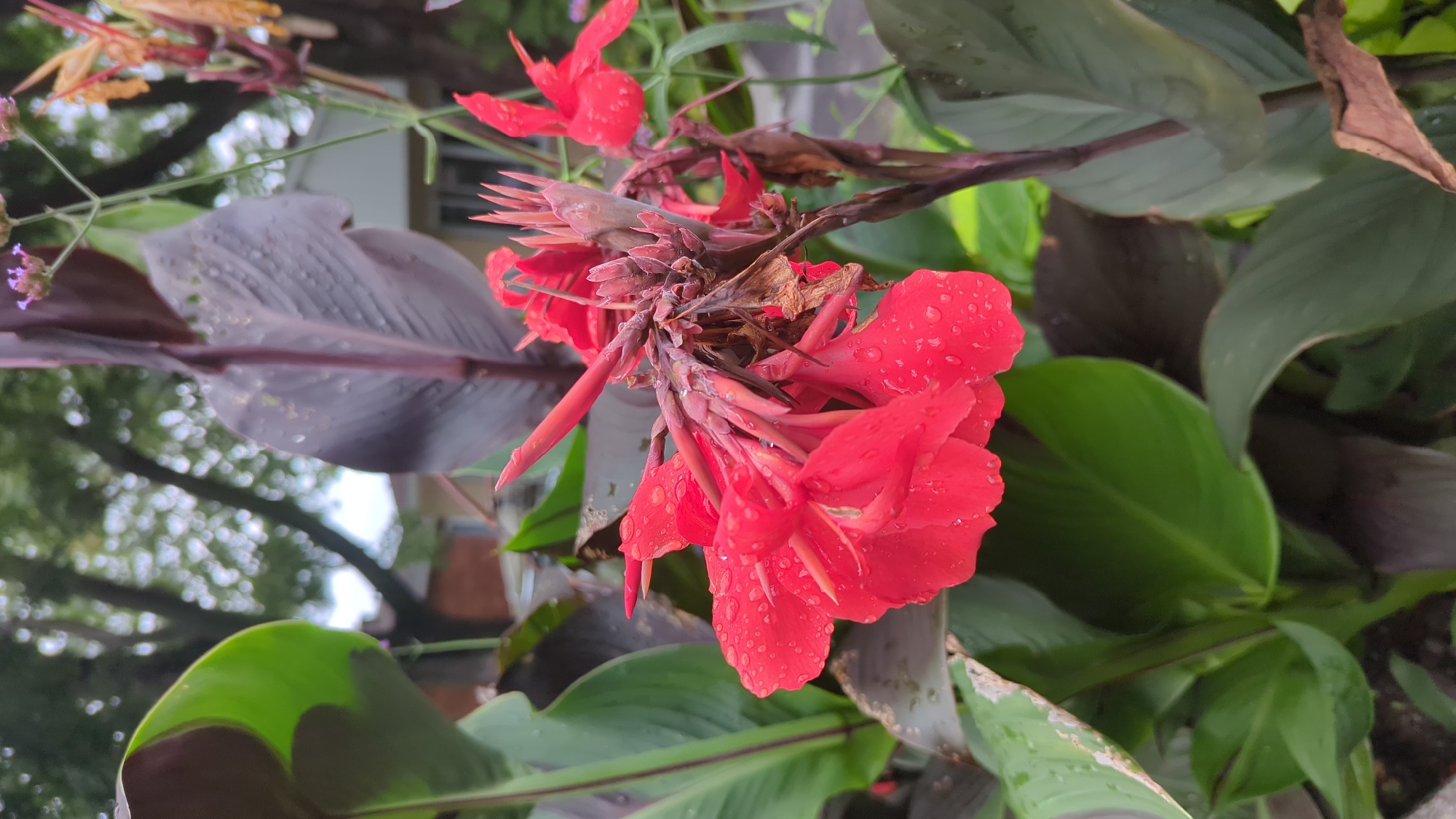 The image shows a close-up, eye-level, vertical shot of a vibrant red Canna Lily flower with water droplets on its petals. The flower is in focus, with its delicate structure and bright color dominating the frame. Behind the flower, large, dark green and reddish-purple leaves of the Canna Lily plant are visible, some also adorned with water droplets, suggesting recent rain. The background is blurred, showing hints of trees with dappled sunlight filtering through their leaves, and a building with light-colored siding and a red-brick base. The overall impression is that of a garden scene, possibly in a residential or park area. The scene does not provide any specific visual cues to indicate it is located in Montreal, Canada; it depicts a generic garden setting. There are no people or animals visible in the image.