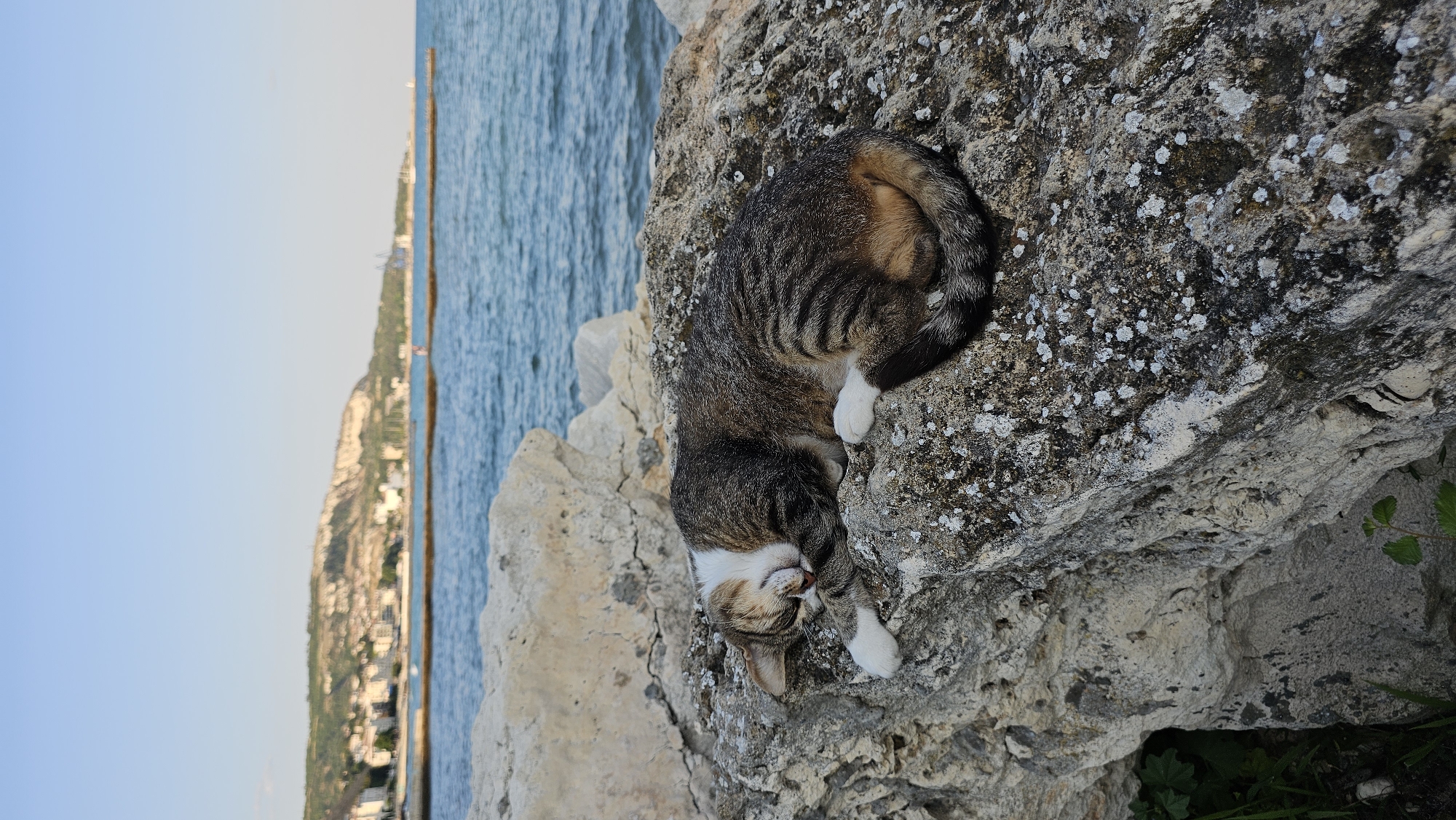 A tabby cat is sleeping on a large rock overlooking the sea in Balchik, Bulgaria. The cat is curled up with its eyes closed and its paws tucked under its body. The rock is rough and textured, with patches of lichen and moss. In the background, the blue sea stretches out to the horizon, with a distant coastline dotted with buildings. The sky is clear and a pale blue. The scene suggests a peaceful and serene moment.