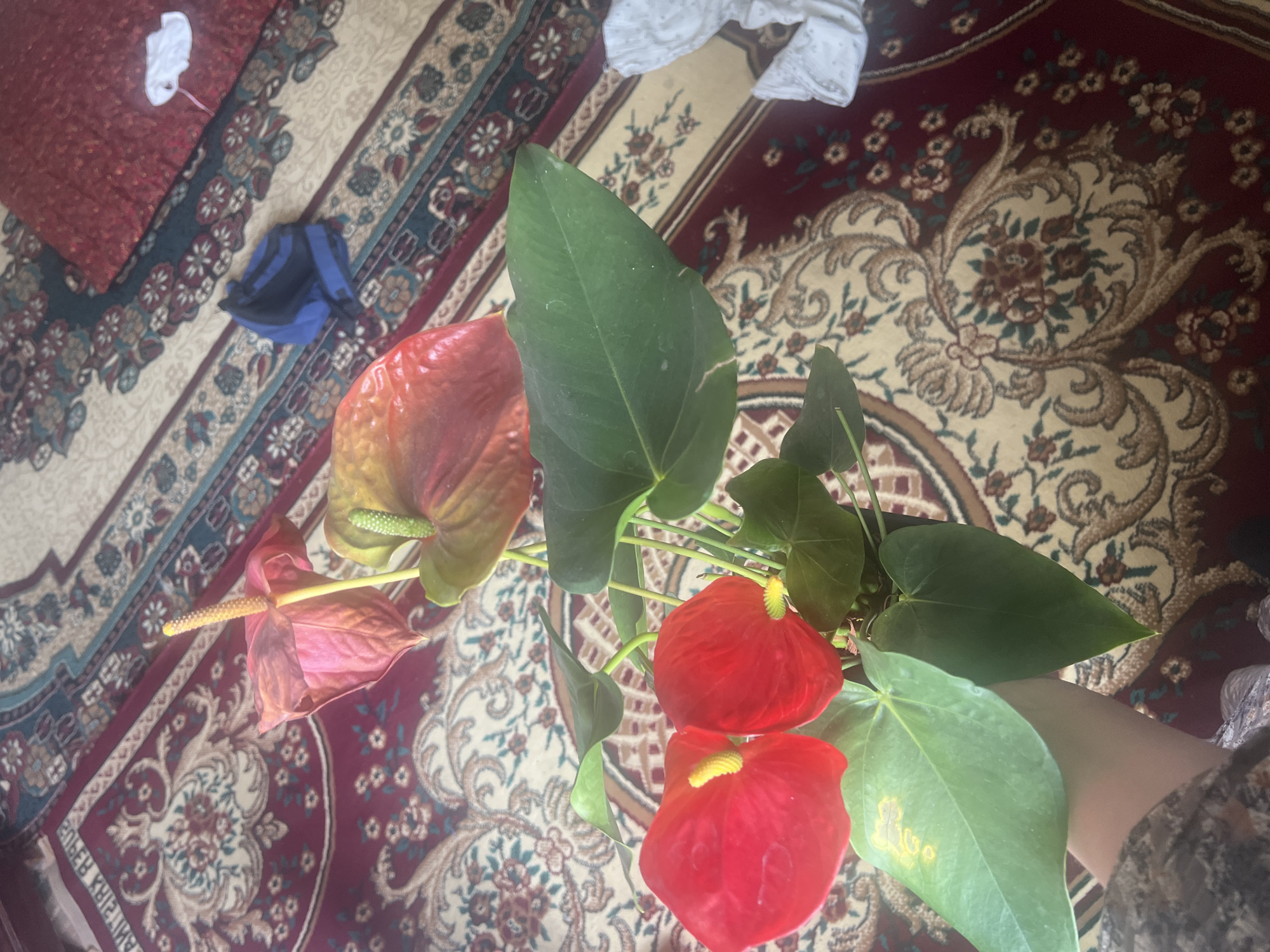 In Kara-Dıykan, Kyrgyzstan, an indoor scene captures a potted anthurium plant being held by a person whose arm and shoulder are partially visible on the left side of the frame. The plant features several vibrant red and pink spathes, characteristic of the anthurium species, along with its large, dark green leaves. The plant is positioned on a patterned carpet, which displays intricate floral designs in shades of burgundy, cream, and teal. In the background, a red cushion or fabric is visible, and to its right, a crumpled white cloth lies on the carpet. Further to the right, a blue and black bag rests on the floor. The lighting suggests an indoor environment, possibly a home or living space.
