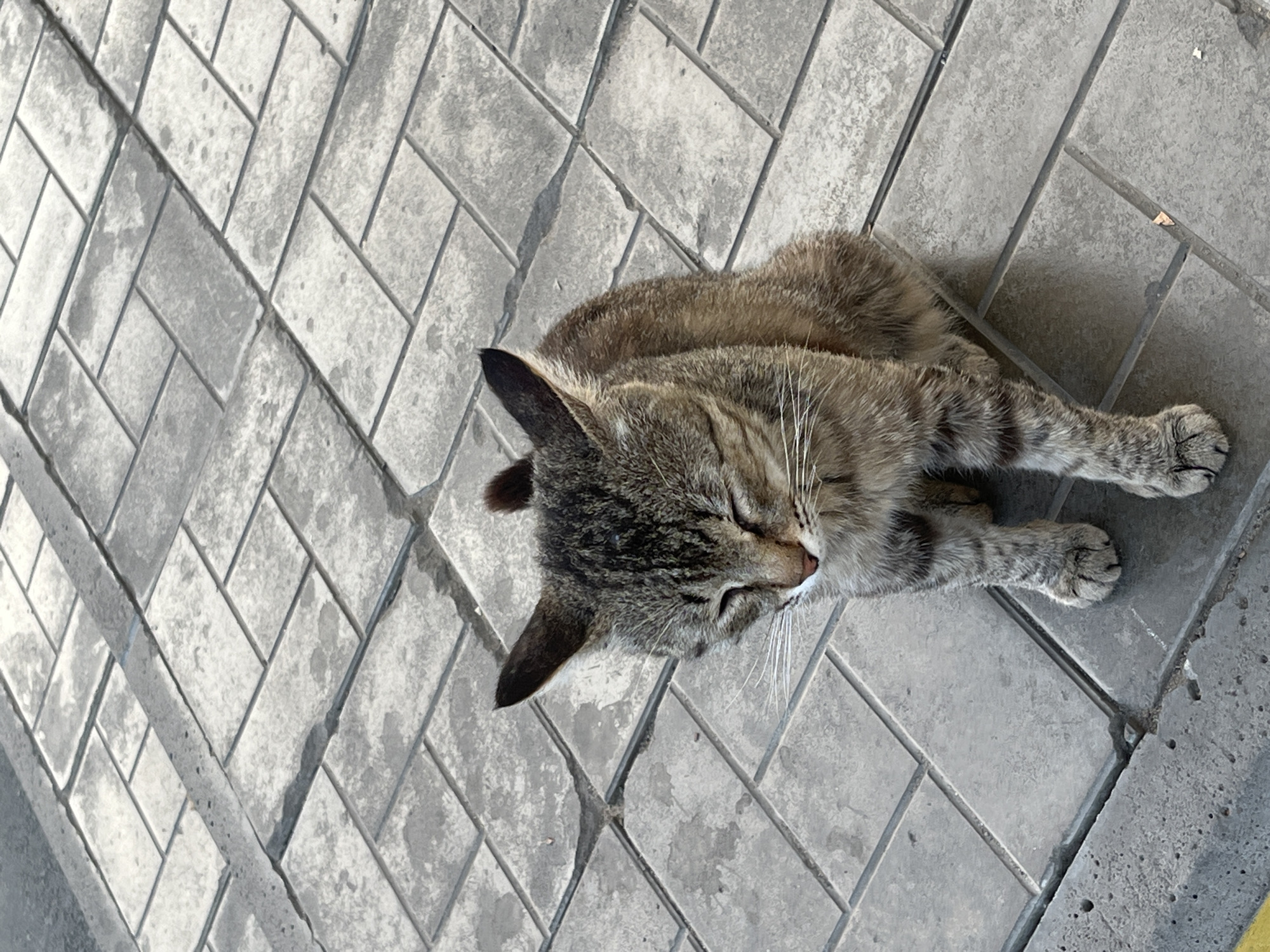 A tabby cat with closed eyes sits on a patterned grey sidewalk. The cat is facing forward, with its head slightly tilted down. The sidewalk is made of rectangular pavers arranged in a herringbone pattern. There are cracks and some unevenness in the sidewalk. The background consists of more of the same sidewalk, receding into the distance. The scene appears to be outdoors in daylight.