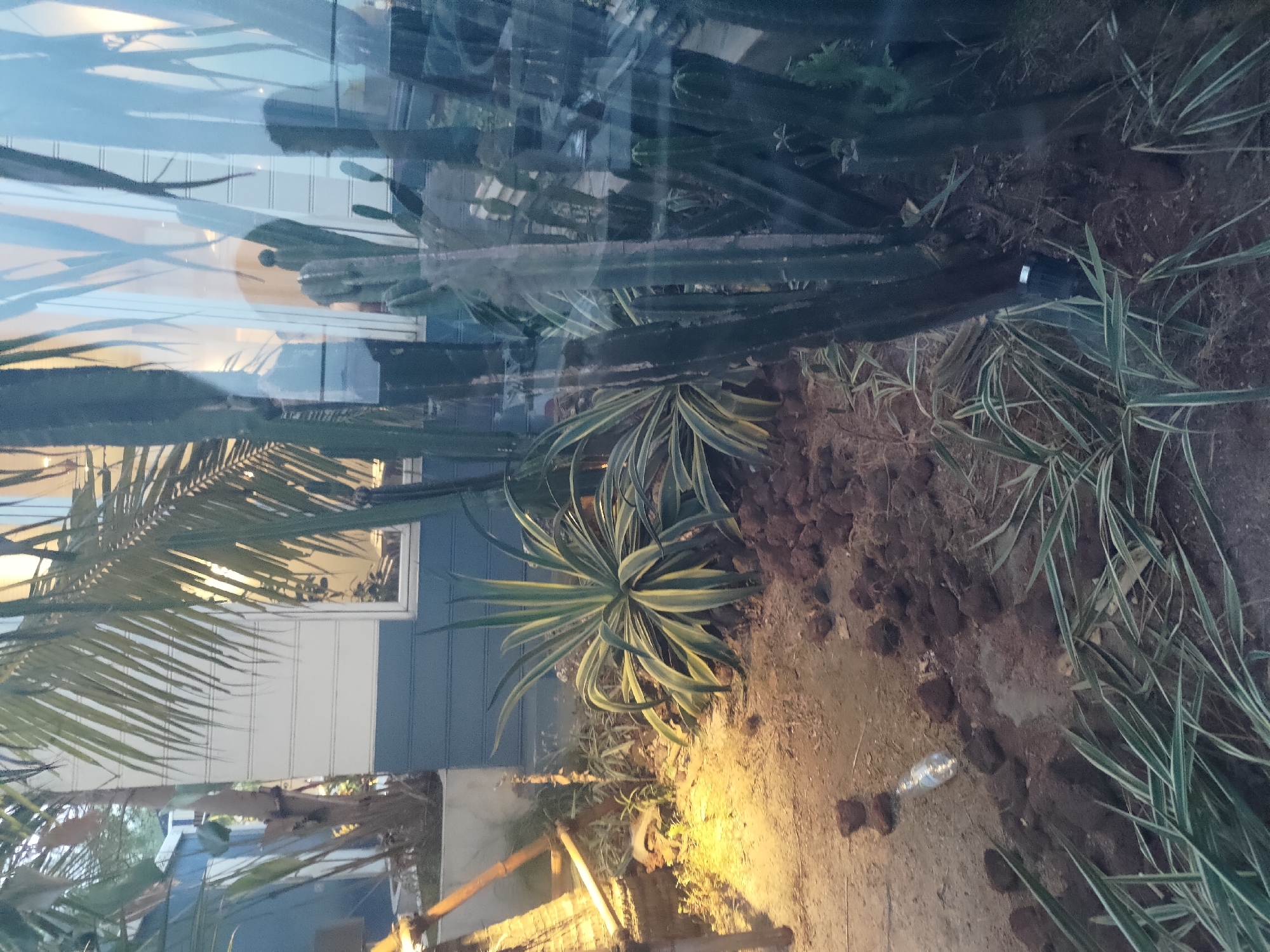 The image depicts an outdoor scene at ground level, characterized by a variety of plants including palm trees, cacti, and succulents. The ground is covered with soil, rocks, and some dried organic material. A clear plastic bottle is visible on the ground, near a cluster of dark-colored rocks. In the background, a building with blue and white siding and a window with reflections of the surroundings is present. The lighting suggests it is daytime, with some areas illuminated by direct light. The overall environment appears to be a garden or a landscaped area. The location is identified as Kosambi Barat, Indonesia.