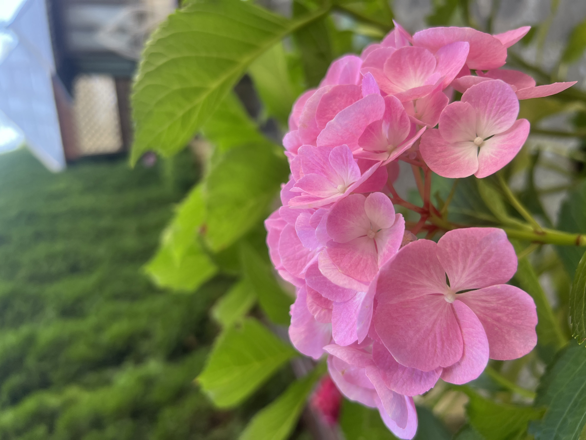 A close-up shot focuses on a cluster of vibrant pink hydrangea flowers in the foreground. The flowers are plump and delicate, with some petals showing lighter shades of pink towards their centers. Behind the hydrangeas, large, lush green leaves form a soft blur, suggesting they are part of the same plant. In the upper right background, out of focus, is a portion of a building with a grey roof and light-colored walls, possibly a small house or gazebo, with a hint of greenery surrounding it. The overall setting appears to be a garden or outdoor space in a temperate climate. The image does not contain any people. The specific location in the city of Yaremche, Ukraine, is not discernible from the visual information presented in the image.