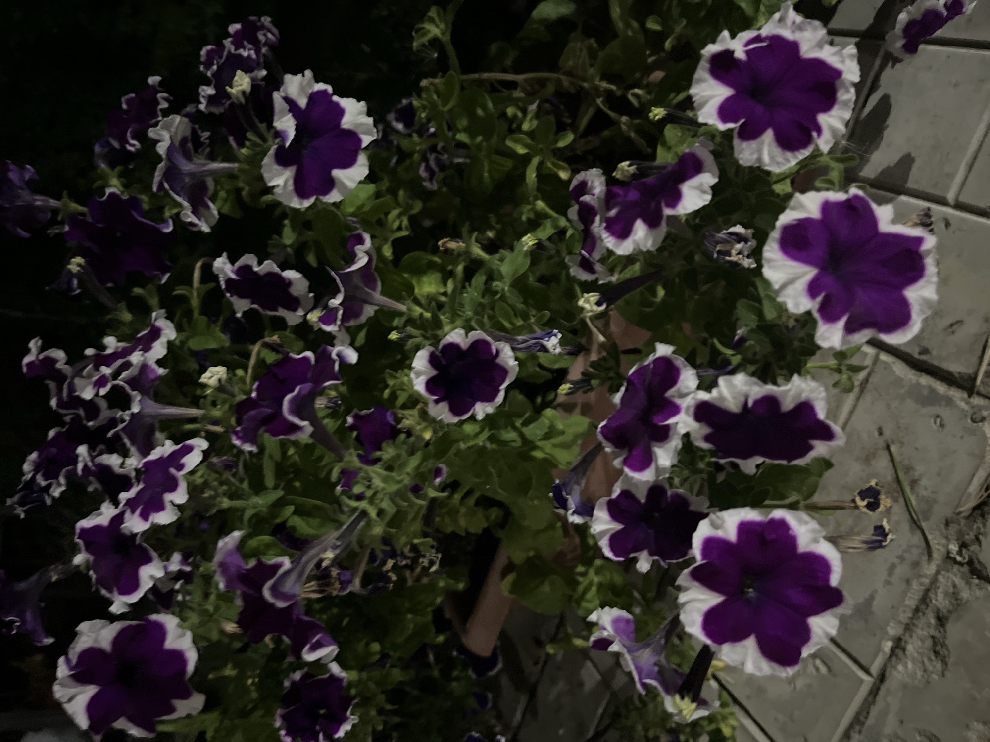 The image shows a close-up view of a planter filled with purple and white petunias. The flowers are a vibrant purple in the center, fading to a white ruffled edge. They are in various stages of bloom, with some fully open and others still in bud. The planter itself is a reddish-brown color and is positioned on a tiled surface. The background is dark and out of focus, suggesting it is nighttime. There are no people or animals visible in the image. The scene appears to be an outdoor setting, possibly a garden or patio. There is no information within the image to suggest the location is in Saratov, Russia.