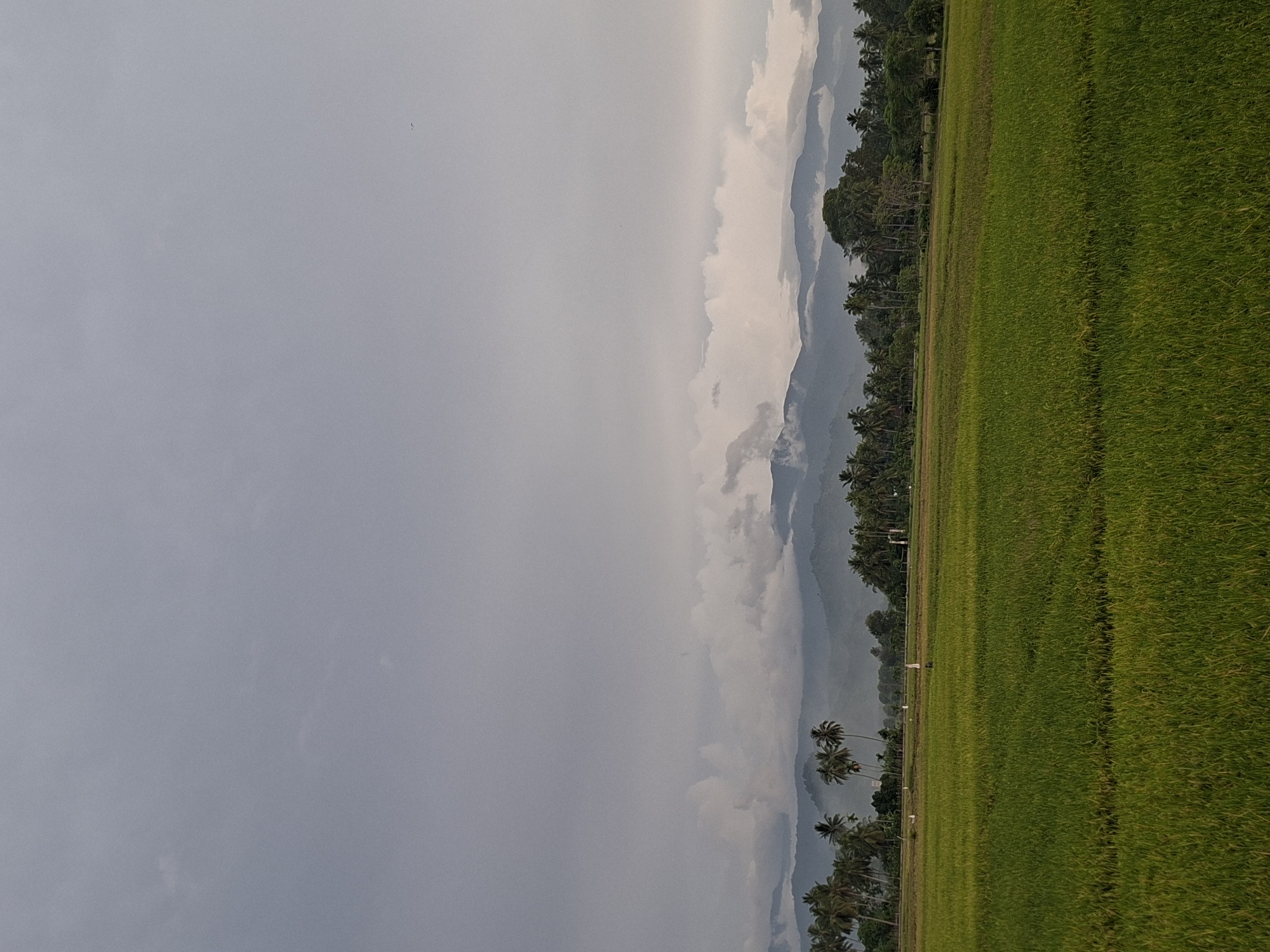 A wide shot shows a lush green rice paddy field in Meunasahdayah, Indonesia, under a grey, cloudy sky. In the foreground, the rice plants are a vibrant green, with subtle rows indicating cultivation. The middle ground features a line of palm trees and other lush vegetation, interspersed with what appear to be small structures or figures, possibly scarecrows or people. Beyond the trees, a range of mountains is visible, partially obscured by low-lying clouds and mist, with the highest peaks forming dark silhouettes against the sky. The overall atmosphere is serene and natural, with a hint of the approaching weather implied by the heavy cloud cover.