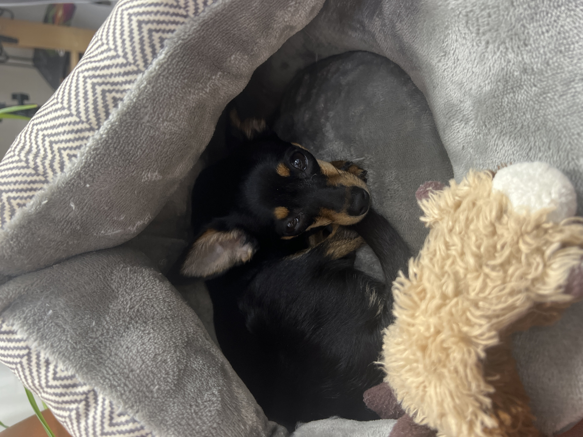A small, black and tan Dachshund dog is curled up inside a gray pet bed. A tan stuffed animal is next to the dog inside the bed. The location is not discernible from the image.