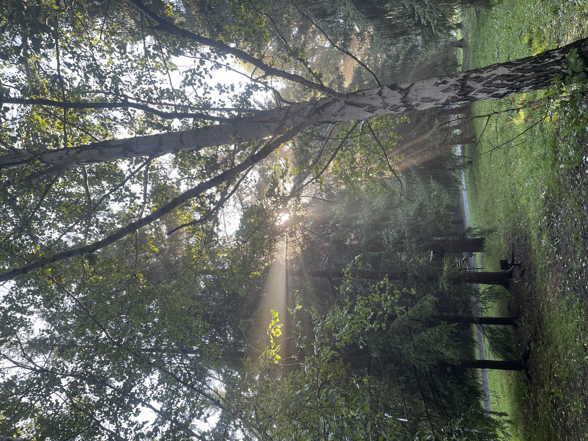 The image captures a sunlit scene within a park in Karagaiskii, Russia. The foreground is dominated by the textured bark of a birch tree on the right, its light-colored trunk contrasting with dark markings. To the left and in the background, dense evergreen trees create a natural backdrop, interspersed with deciduous trees displaying green foliage. Sunlight filters through the canopy, casting visible rays of light and highlighting areas of mist or dust in the air. The ground is covered with lush green grass and scattered leaves and debris. A paved path is visible in the mid-ground, curving into the distance. No people are present in the scene. The overall atmosphere is serene and natural, suggesting an early morning or late afternoon setting with soft, diffused light.