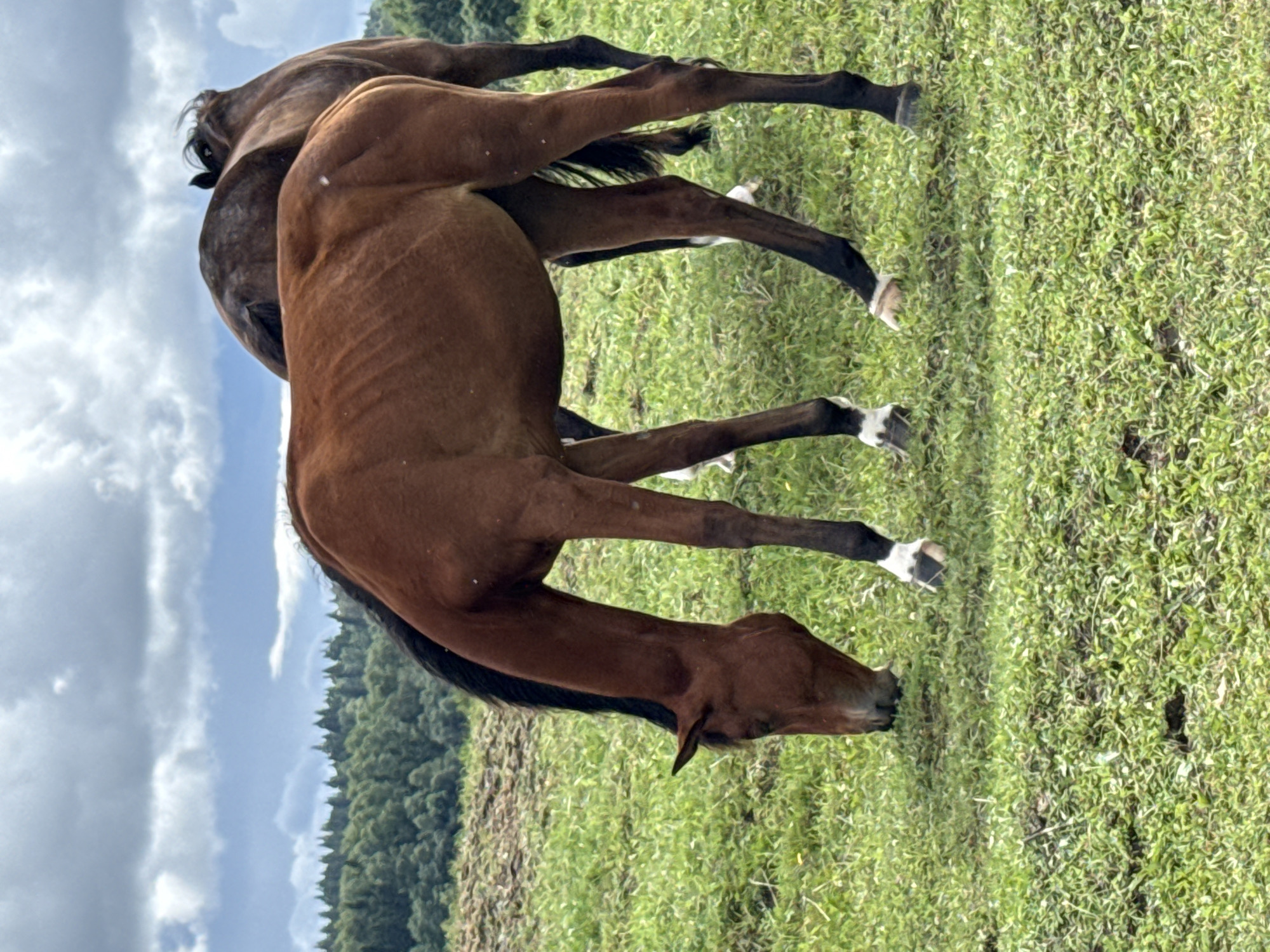 Two horses are grazing in a grassy field in Galinė, Lithuania. The horse in the foreground is a chestnut color with a black mane and tail, and it has white markings on its lower legs and hooves. It is bending its head down to eat grass. The second horse, behind the first, is a darker brown or black color and is partially obscured. The field is covered in green grass, and in the background, there is a dense forest line under a cloudy sky.