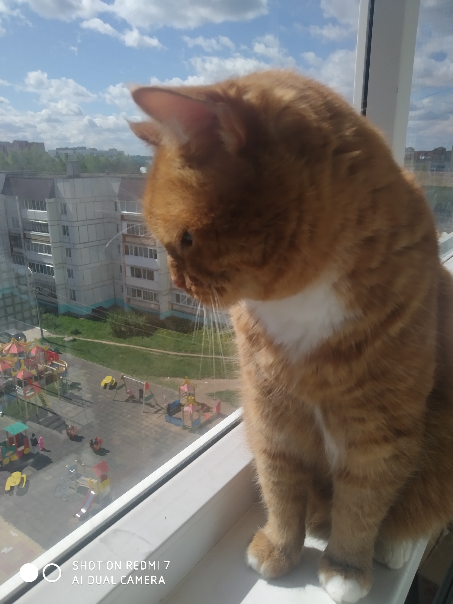 A ginger cat with a white patch on its chest is sitting on a white windowsill, looking down at a playground. The playground has colorful equipment, including swings, slides, and climbing structures. Several figures that appear to be people are visible in the playground. Behind the playground is a multi-story apartment building with a grey and white facade. The scene is set in the city of Chaikovsky, Russia, as indicated by the building and environment. The sky is blue with scattered clouds.