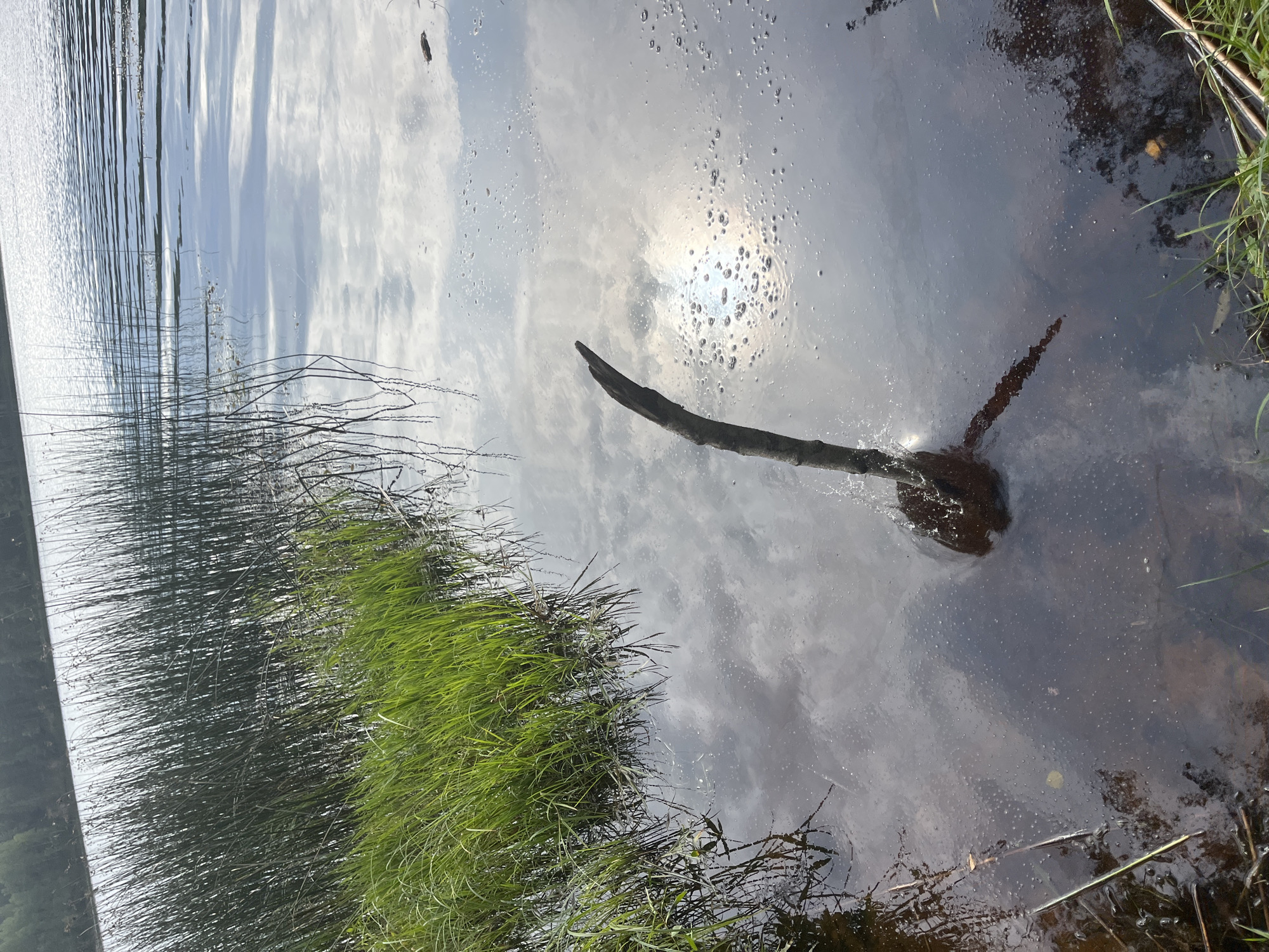 In Pillapalu, Estonia, a still, dark body of water reflects the sky, a stick juts out from the water, with its submerged base appearing to be anchored by dark sediment or mud. Green reeds and grass grow along the edges of the water.