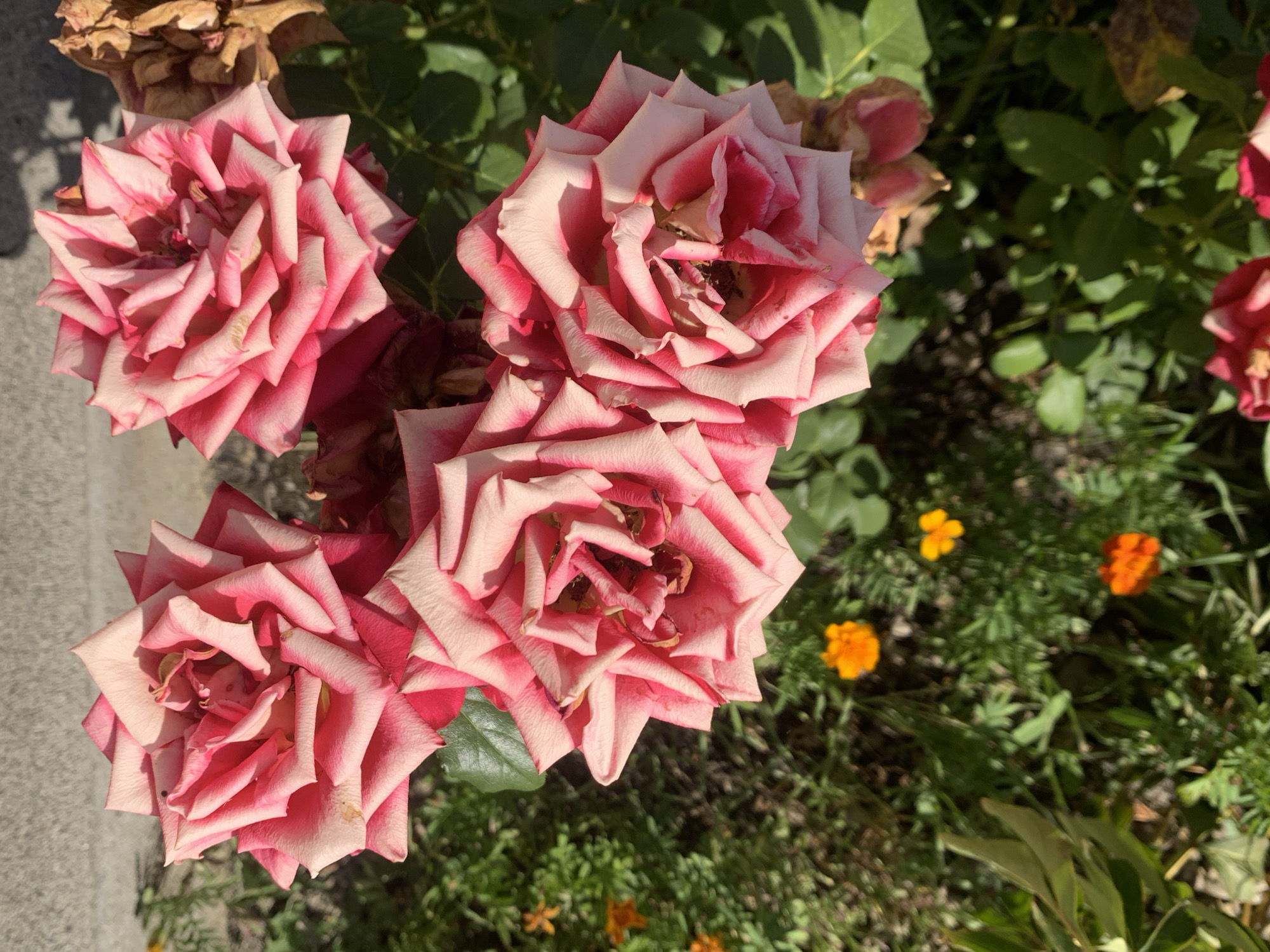 A close-up, overhead shot captures a cluster of pink and white roses in bloom, their petals tightly layered and catching the sunlight. The roses are the primary focus, with some showing signs of wilting. In the background, the scene transitions to a patch of green foliage and a few small, bright orange marigolds. A textured, grey concrete wall is visible in the upper left corner, casting a shadow. The setting appears to be an outdoor garden. There are no people or specific landmarks to identify a location within the city of Kolomyia, Ukraine.