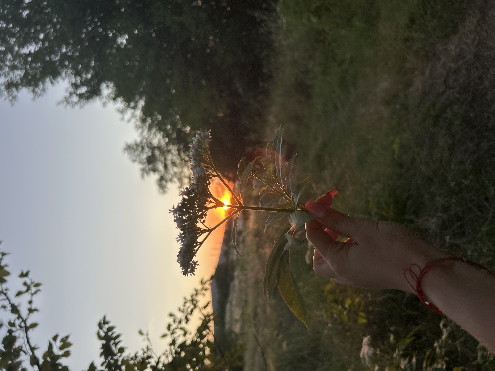 An outdoor medium shot shows a hand holding a delicate wildflower with a cluster of small white blooms in front of a sunset. The hand, with bright pink-painted fingernails, is positioned in the lower right quadrant of the frame, cupping the stem of the flower. A thin red string bracelet with two small silver beads is visible on the wrist. The flower's stem is slender and green, with broad, serrated leaves. The sunset, casting a warm orange and yellow glow, is partially obscured by the flower's blooms and is visible just above the horizon line. The background consists of blurred greenery and trees, with a hint of a distant hill or mountain. The sky is a soft gradient of pale blue and orange.