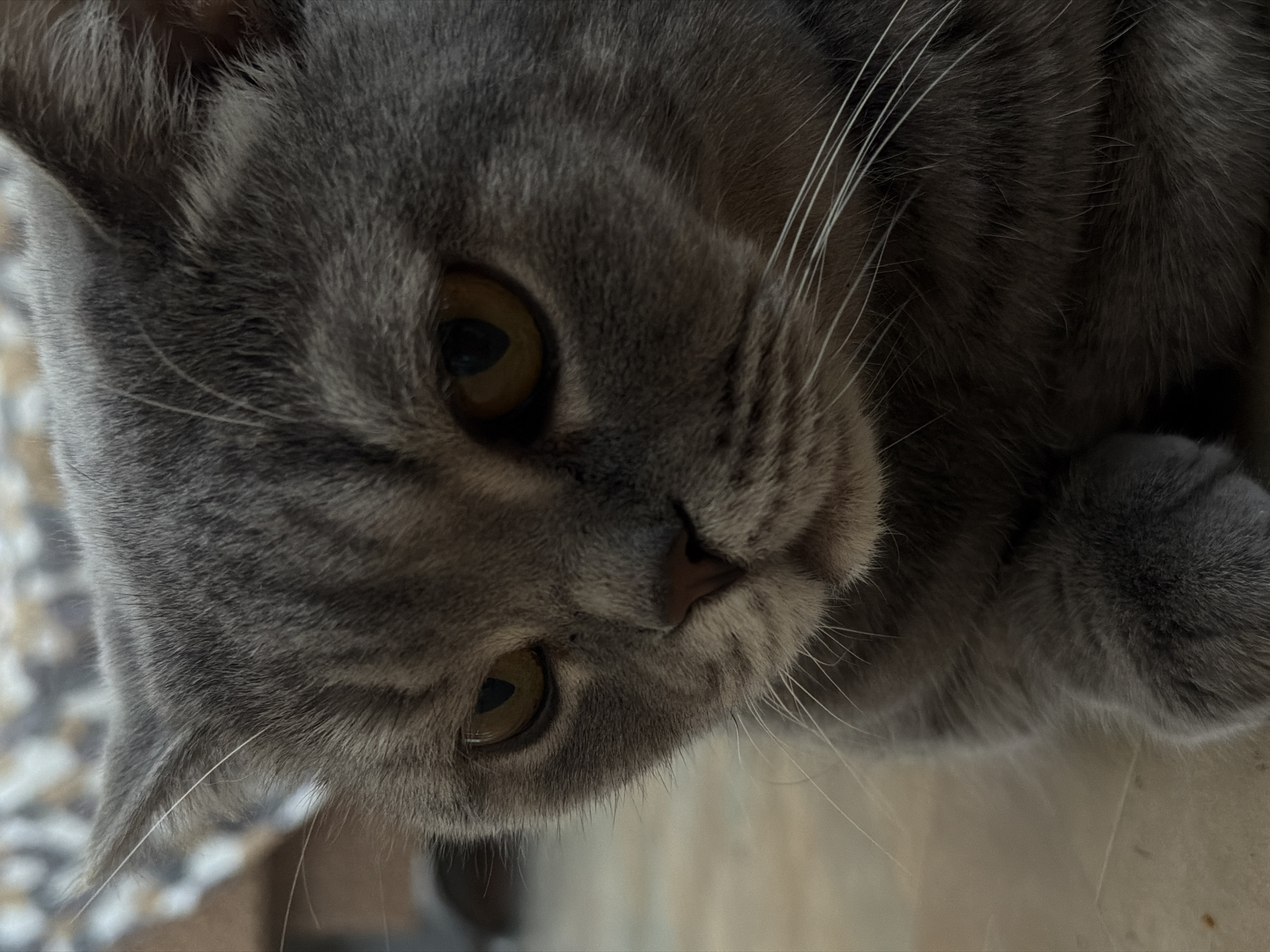 A close-up, horizontally oriented portrait captures the serene face of a domestic cat. The feline subject has dense, short grey fur with subtle tabby-like stripes visible on its head and cheeks. Its large, round eyes, a striking amber-yellow color with dark, slit-like pupils, gaze directly towards the viewer. The cat's head is tilted, lending an inquisitive or contemplative expression. Numerous prominent, long white whiskers sprout from its muzzle, contrasting with its darker fur. A small, dark pink nose is visible in the center of its face.
The lighting emphasizes the texture of the cat's fur and the depth of its eyes, creating some soft shadows that highlight its facial features. The cat appears calm and observant. A small portion of its grey paw is visible in the bottom right of the frame, resting near its head. The background is softly blurred and out of focus, suggesting an indoor environment with subtle, light-colored patterns or textures, possibly a rug or furniture. There is no visible text in the image.