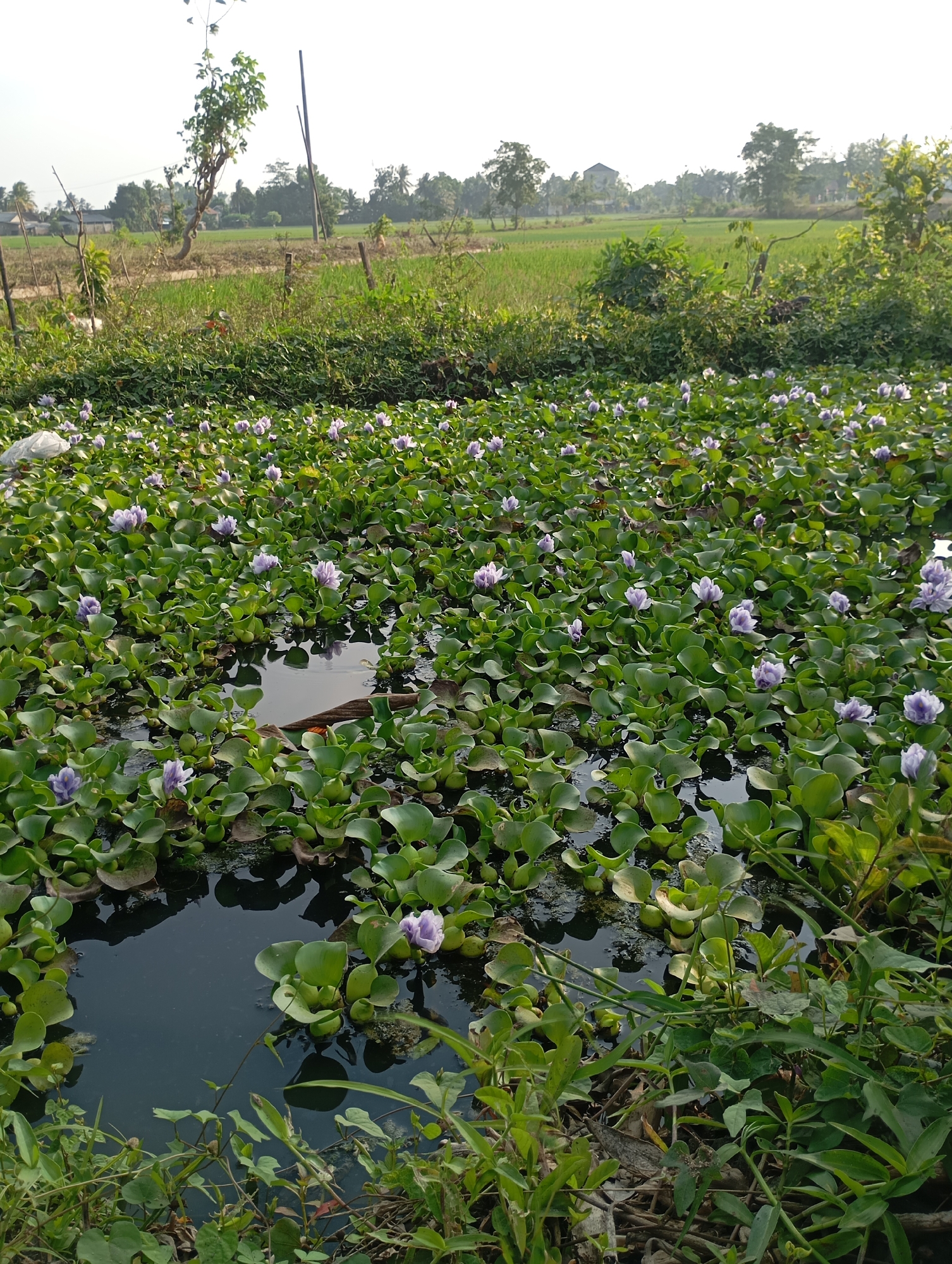 The image depicts a body of water densely covered with water hyacinths and dotted with light purple flowers. The water appears dark and still, reflecting the surrounding greenery. On the banks, there is lush vegetation, including tall grass and some woody plants. In the background, a rural landscape is visible, featuring fields of crops, trees, and a few buildings that suggest a village or residential area. The sky is overcast and bright, indicating daylight. The scene is located in Leman Benawi, Indonesia.