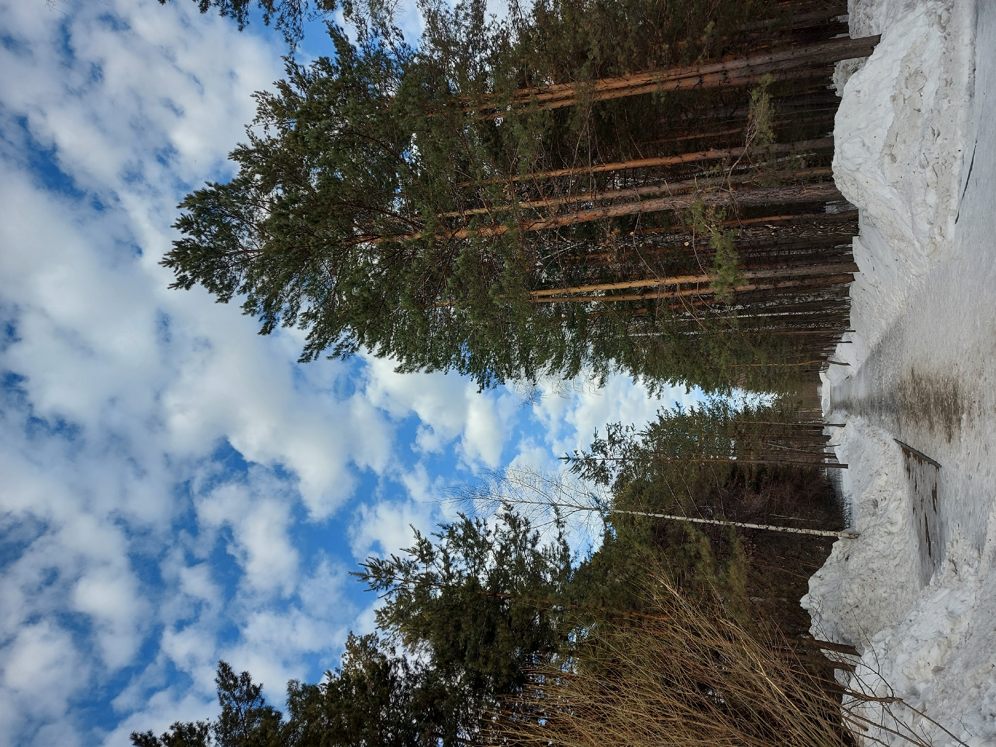 The image shows a path in a snowy forest, with tall pine trees lining both sides. The path is partially covered with snow and ice, and there are large piles of snow on the sides. The sky is visible through the trees, and there are white clouds scattered against a blue background. The location appears to be in a forest near Novosibirsk, Russia. There are no people visible in the image. The scene is quiet and serene.