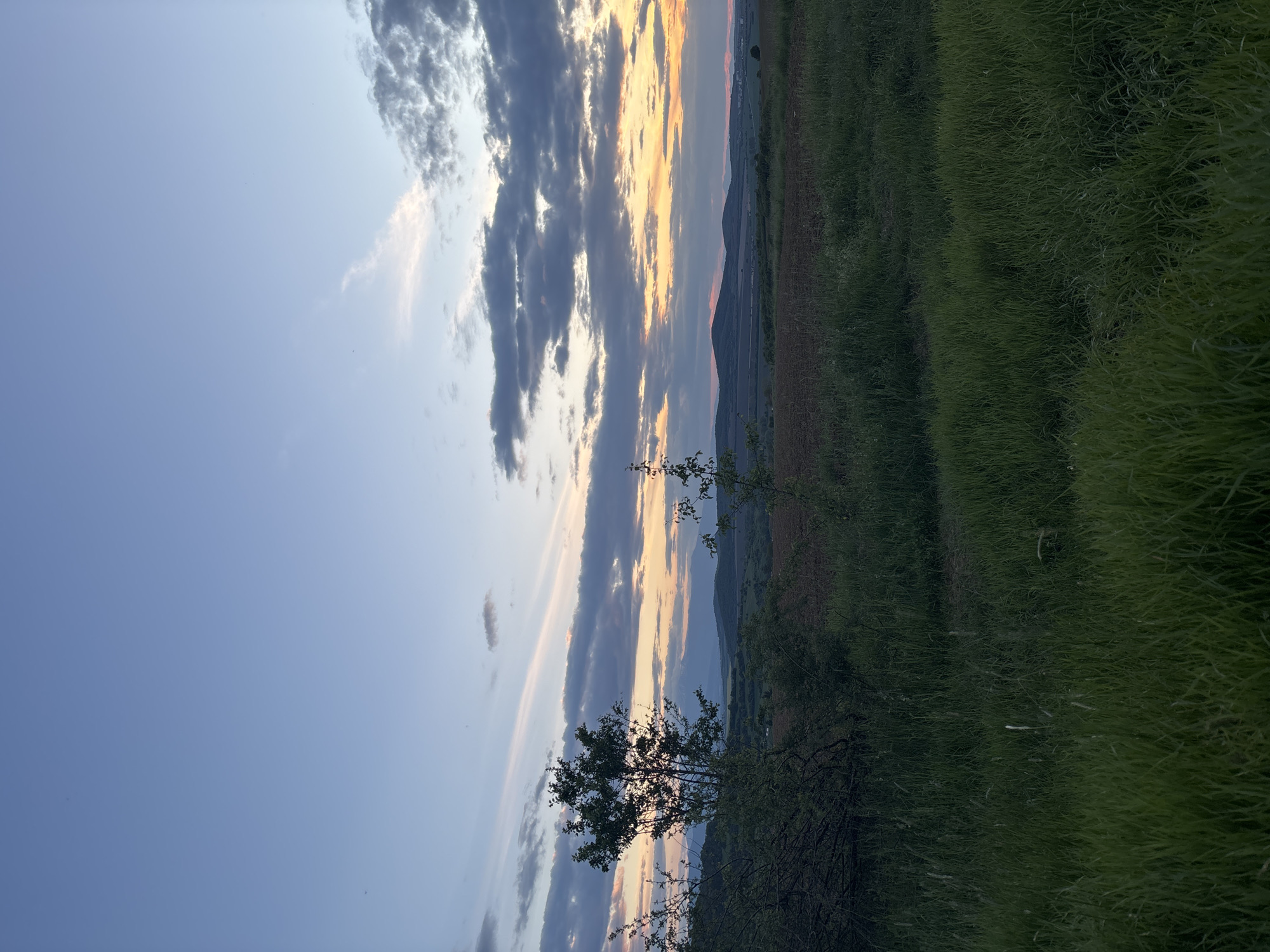 The image shows a landscape at dusk or dawn, likely near Belopoptsi, Bulgaria. The sky features a gradient from light blue to hues of orange and pink near the horizon, overlaid with dark gray clouds. Below the sky, there's a line of hills or small mountains in the distance. In the foreground, there's a field of tall, green grass extending horizontally across a large portion of the frame. A tree with visible branches is situated on the left side of the image, silhouetted against the sky.