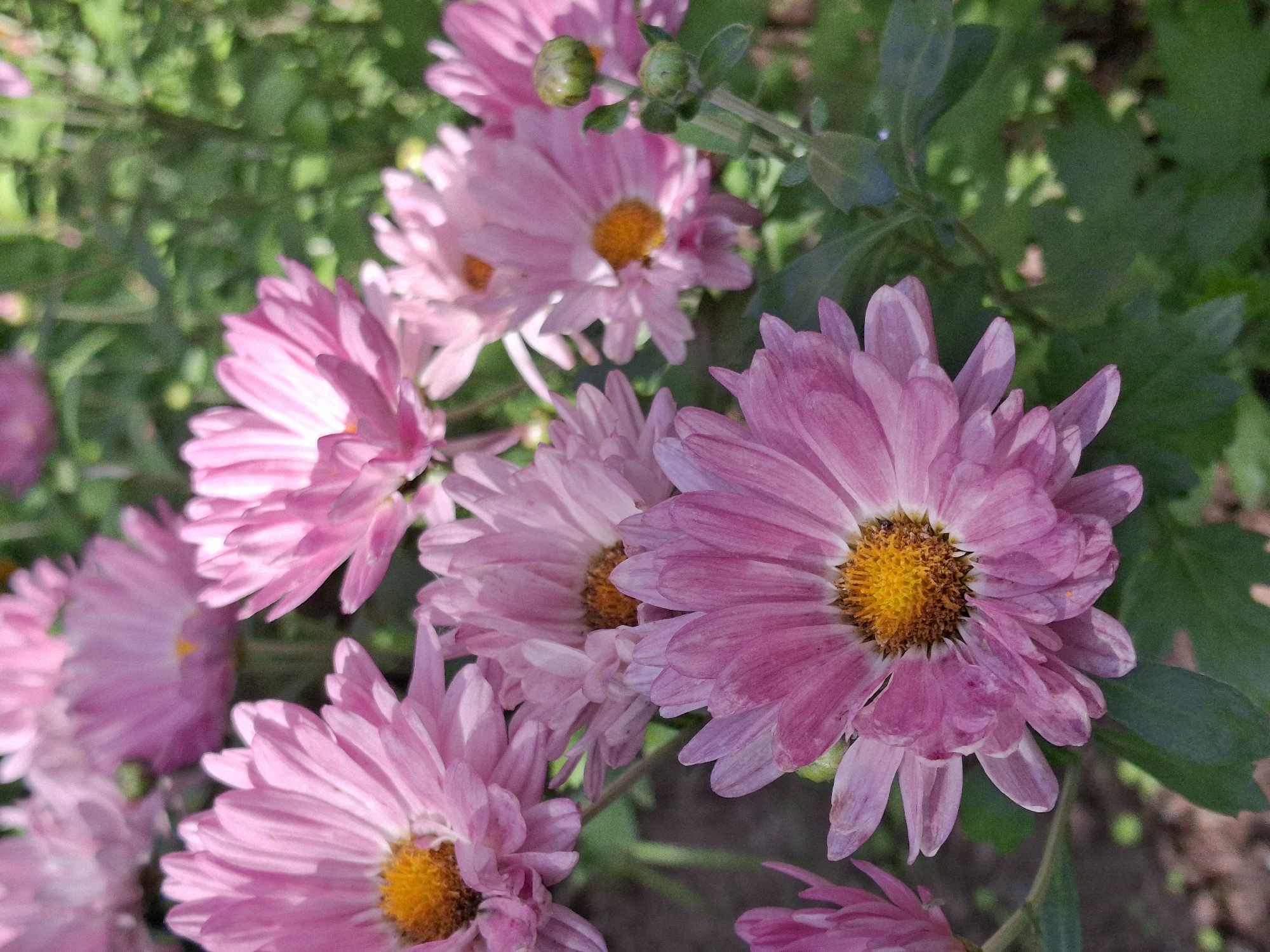 A close-up, vertical, outdoor, full shot shows several pink chrysanthemum flowers in various stages of bloom. The flowers have numerous slender petals radiating from a bright yellow center. The petals are a vibrant pink, with some appearing lighter and more delicate than others. The background is a blur of green foliage and hints of brown earth, suggesting a garden or park setting. Two green buds are visible on a stem to the right of the frame. The image is brightly lit, likely by natural sunlight, casting soft shadows. The scene appears to be located in the city of Chaikovsky, Russia, as indicated by the surrounding environment. No people are present in the image.