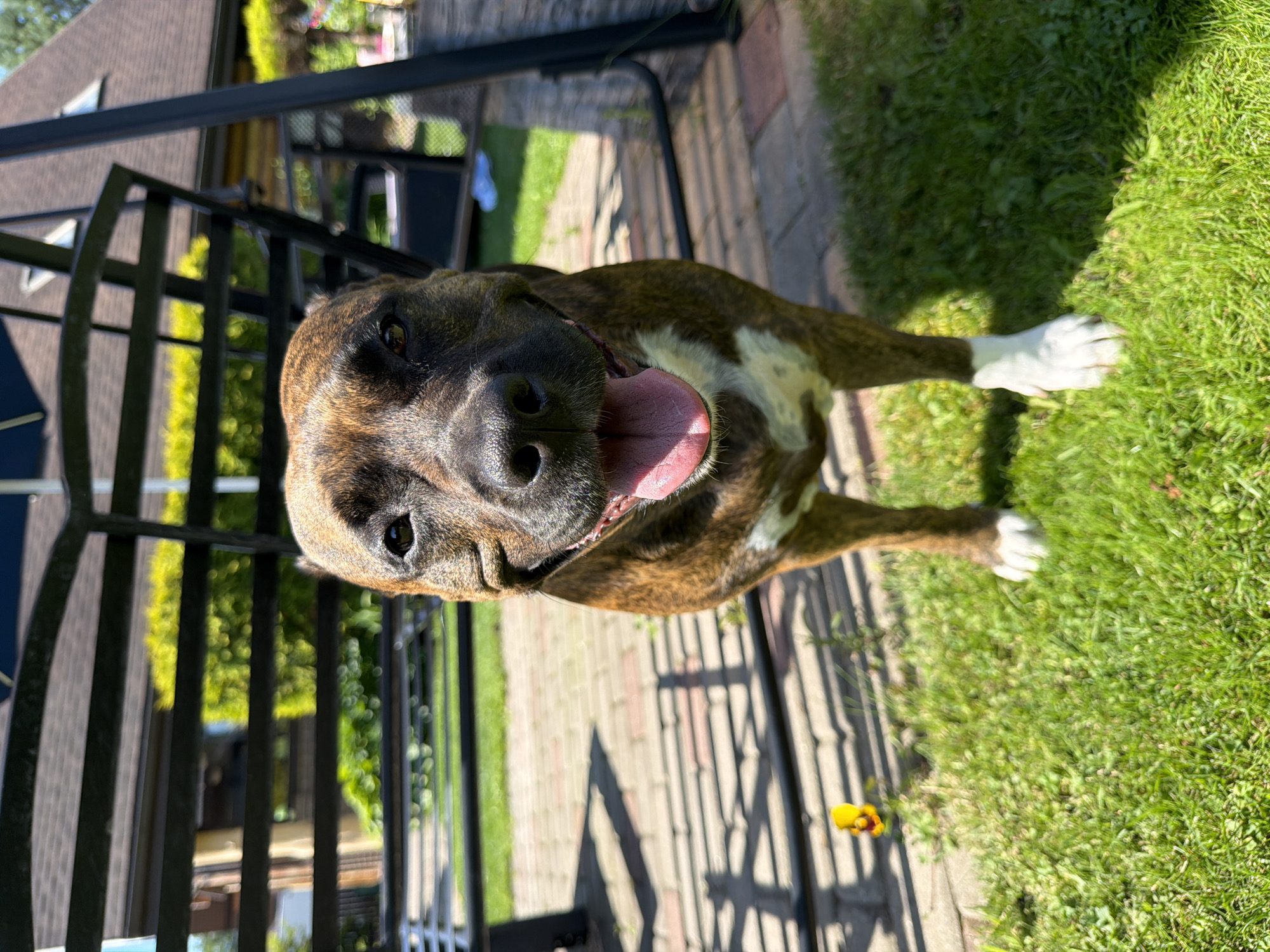 A brindle pit bull type dog stands on a grassy lawn in front of a brick patio. Behind the dog is a black metal swing set. In the background, there is a house with a brown roof and green bushes. The dog is panting with its tongue out and appears to be looking at the camera. The scene is outdoors and appears to be a sunny day. The location is the city of Baloži, Latvia.