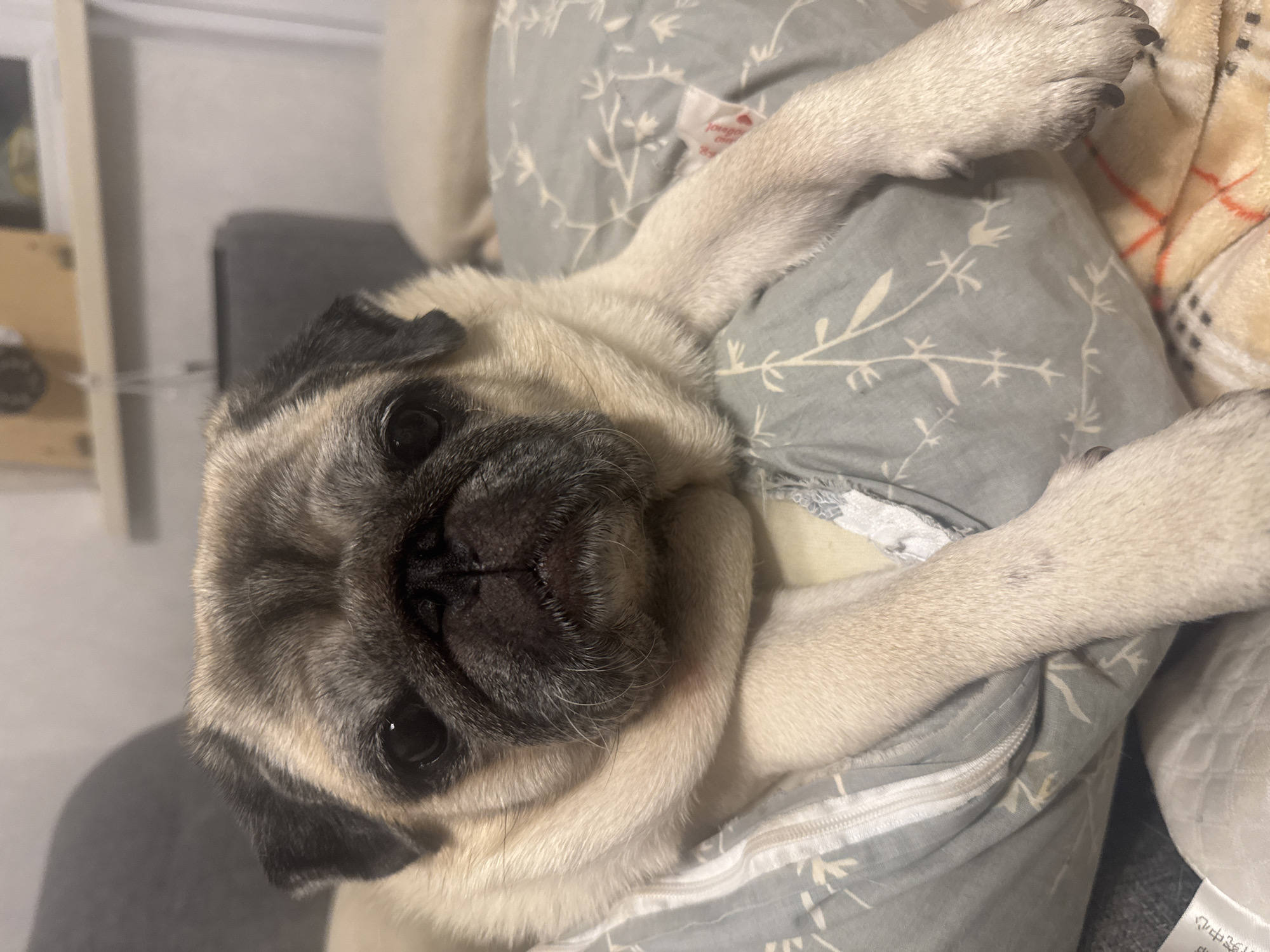A pug dog is lying on a pillow with a patterned cover. The dog's face is close to the camera, and its front paws are resting on the pillow. The background is blurry and appears to be an indoor setting with furniture.