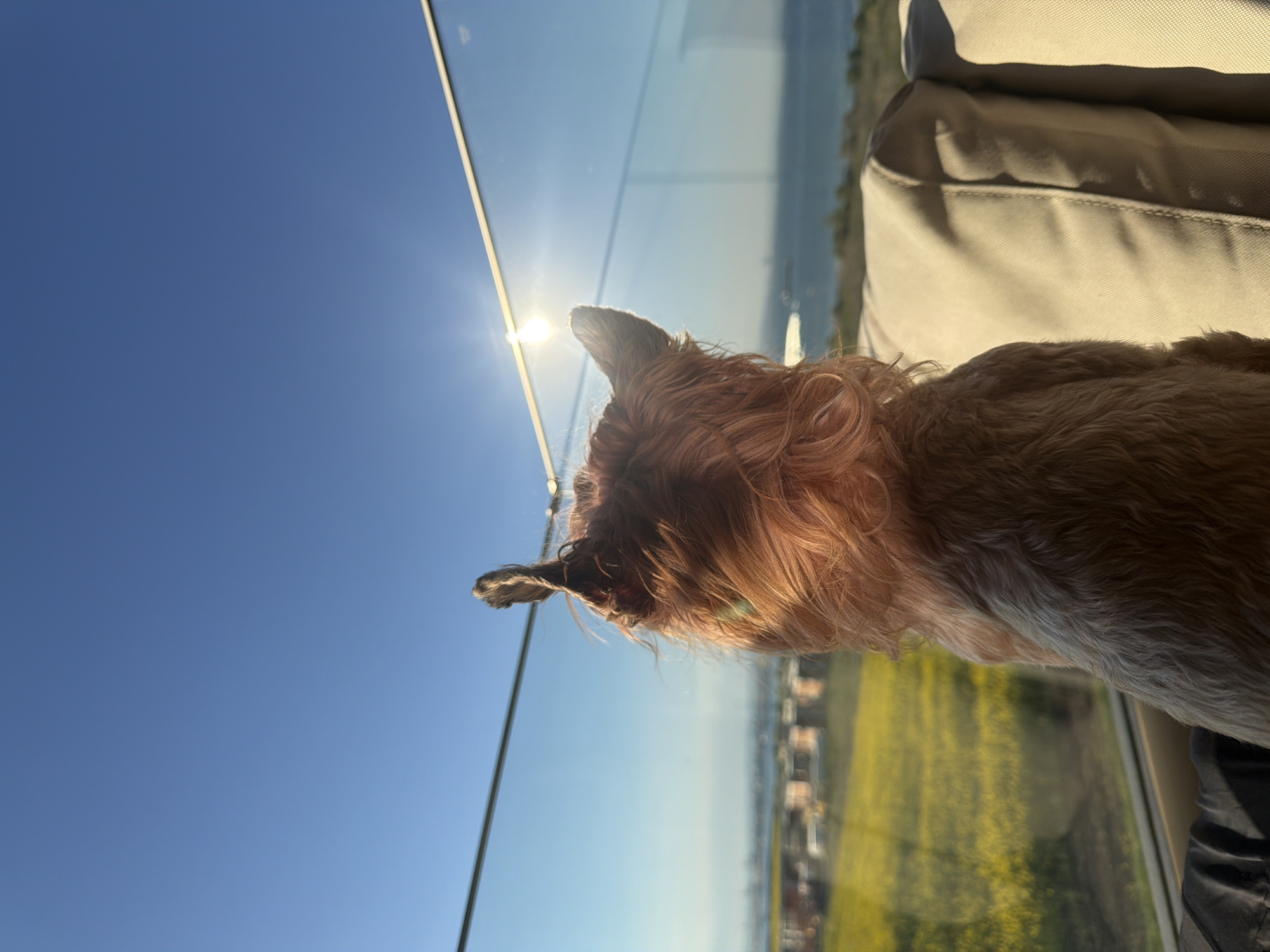 A medium shot shows a reddish-brown dog looking out of a window. The sun is visible through the window, and the sky is blue. In the background, a yellow field, the ocean, and the city of Burgas can be seen. The dog appears to be sitting on a cushioned seat, partly visible in the upper right.