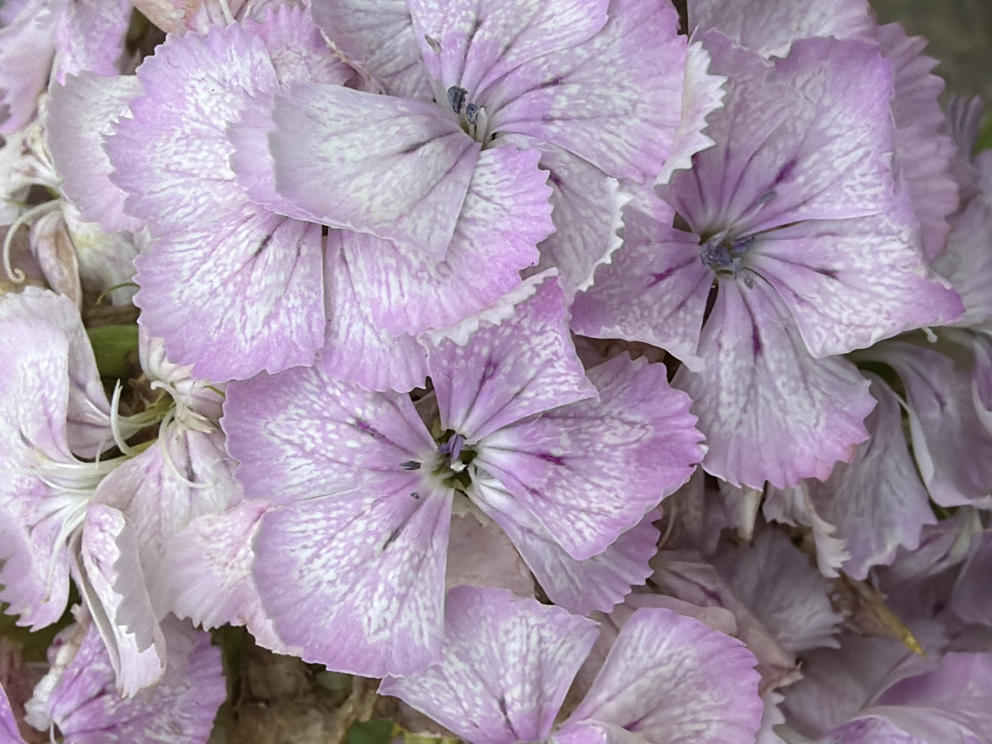 This media file showcases a close-up, overhead view of a cluster of delicate, light purple flowers with white speckles and veining on their petals. The flowers appear to be Dianthus, possibly Sweet William, given their fringed petal edges. They are densely packed together, with some petals overlapping and others slightly curled or unfurled. The overall impression is one of natural beauty and a soft, floral arrangement. The lighting suggests it could be daytime, possibly outdoors, with soft natural light illuminating the petals. There are no people or overt objects visible, and no text is present. The scene is entirely focused on the floral subject. The location context of Kazan, Russia, does not provide specific visual cues within the image itself.