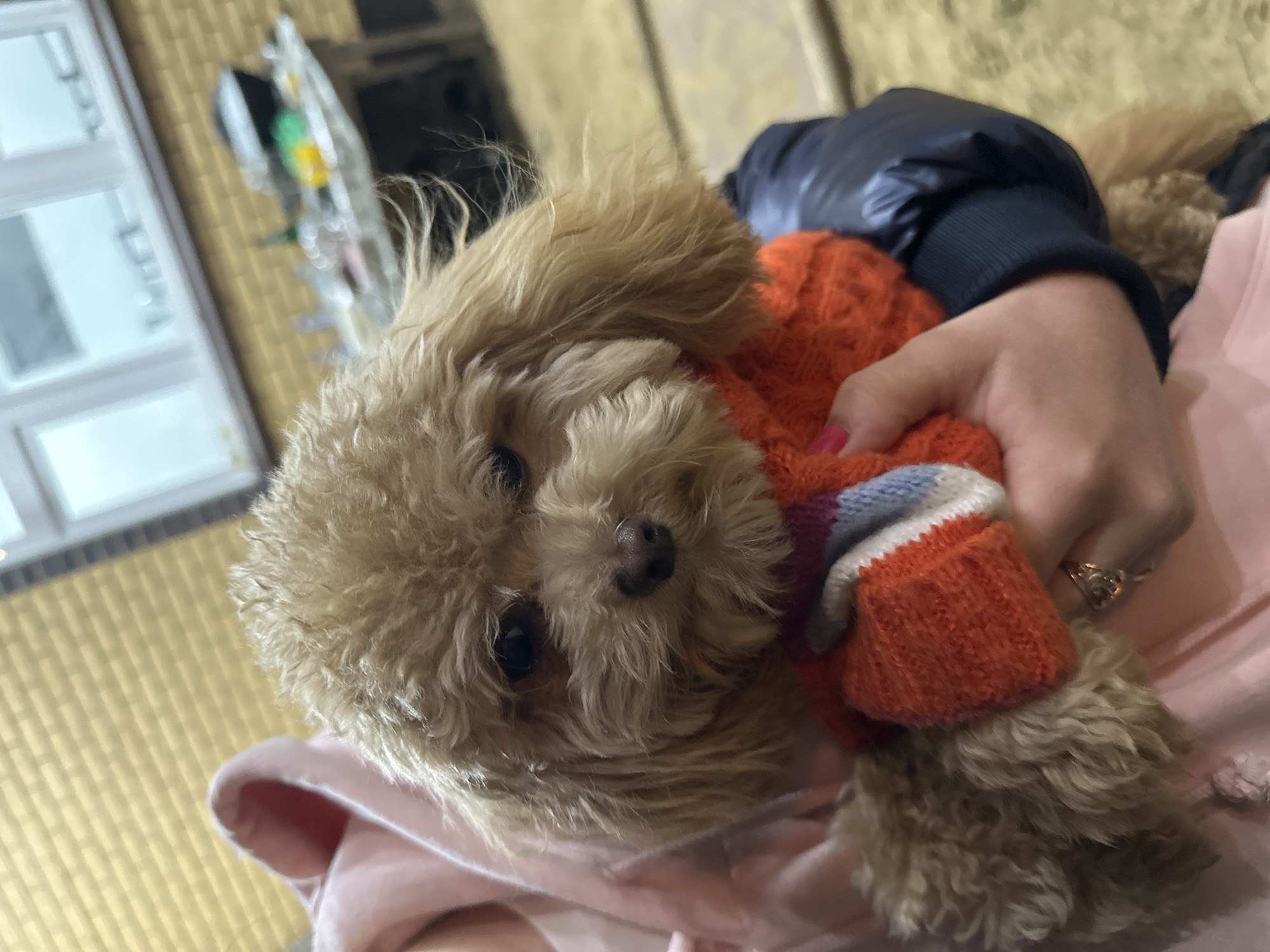 A tan poodle wearing an orange sweater with a white and light blue stripe is being held by a person wearing a pink shirt. The person's hand, with pink nail polish and a gold ring, is visible holding the dog's sweater. The person is also wearing a dark blue jacket. The background shows a window with white frames and a tan colored wall. The image appears to be taken indoors. The location of Слобода Старая, Russia is not discernible from the image.