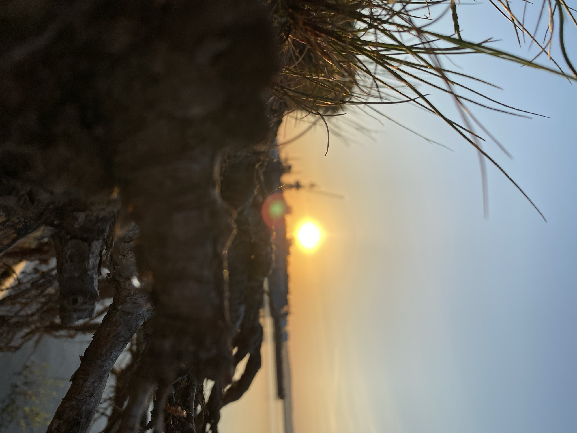 The image depicts a view of the sun setting or rising, observed from a low angle through the branches and needles of a tree. The tree's bark is dark and textured, blurring into the foreground. The sky is a gradient of colors, transitioning from a pale blue at the top to a golden-orange near the horizon where the sun is located. The sunlight creates a lens flare effect in the image. The location is Unknown, Unknown.