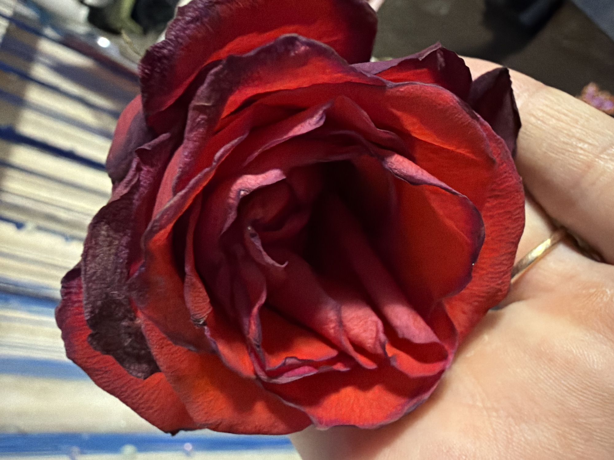 A close-up shot shows a deep red rose held in a person's left hand. The rose is partially open, with velvety petals showing rich red hues, transitioning to darker, almost black edges. The hand, visible from the wrist down, has a golden ring on the ring finger. The background features vertical stripes of blue and white, possibly a curtain or blinds, and a dark, out-of-focus area to the right. The image appears to be taken indoors, with artificial lighting casting shadows on the rose and hand. There is no information to indicate the location as Субханкулово, Russia.