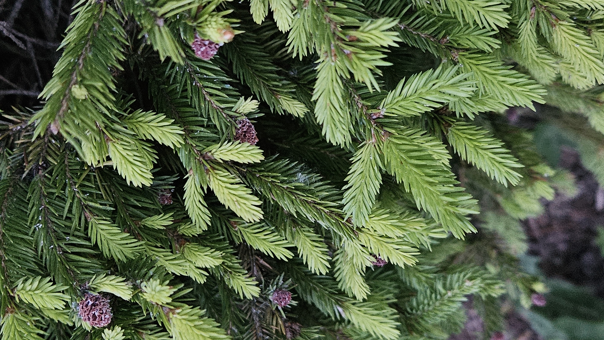 This is a close-up, vertical, eye-level shot of a spruce tree's branches. The needles are a mix of dark green and lighter, new growth green, with some small, reddish-purple cone-like structures visible. The background is softly blurred, suggesting a natural environment. There are no people or buildings visible. The image is of a spruce tree, which are common in Slovakia, including in the city of Prešov. The specific location within Prešov cannot be determined from the image alone.