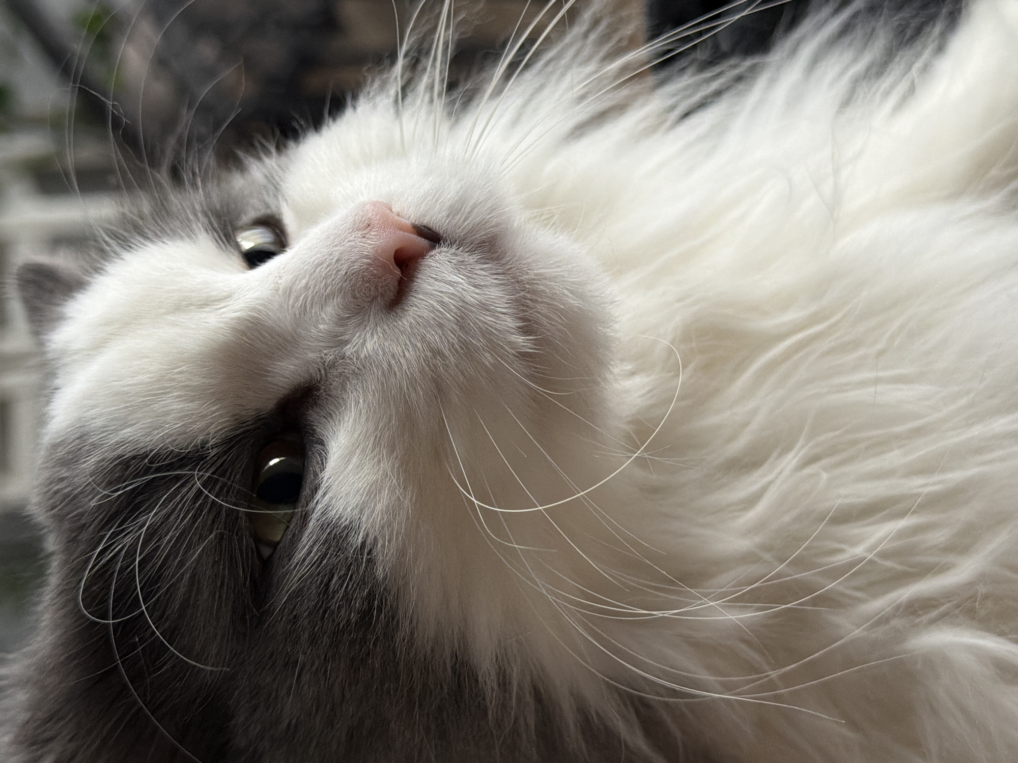 The image shows a close-up view of a cat. The cat has gray and white fur, a pink nose, and visible whiskers. The focus is primarily on the cat's face, with one eye and the nose prominently displayed. The background is blurred and indistinct. It is not possible to determine the location in the city of Chaikovsky, Russia, or provide any further details about the environment, people, or actions.