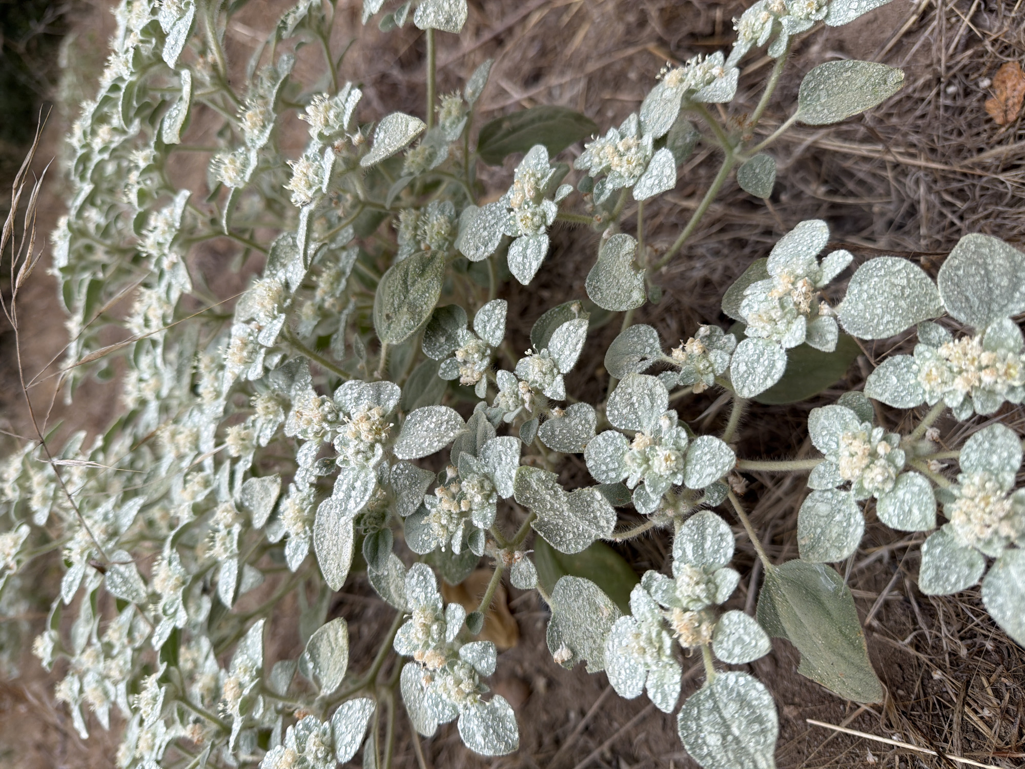 A close-up, eye-level, outdoor shot captures a patch of low-lying, fuzzy green plants with small, clustered white flowers, likely in Lake Forest, USA. The plants are covered in tiny water droplets, suggesting recent rain or dew. The background is blurred, showing dry, brown soil and dead grass. The overall impression is one of delicate, natural beauty in an arid or semi-arid environment.
