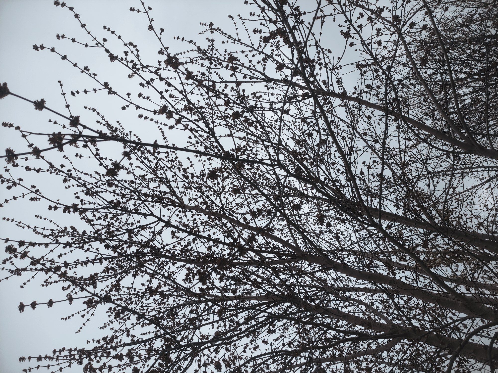 The media file captures a low-angle, upward-looking view of the intricate canopy of a deciduous tree against a uniformly light gray, overcast sky. The image is dominated by a dense network of bare branches, ranging from thick limbs to slender twigs, all devoid of leaves. Numerous small, clustered formations, which appear to be either early buds or persistent seed pods from a previous season, are visible along the length of many branches. No specific activity or event is taking place, presenting a static nature scene. The lighting is soft and diffused, typical of an overcast day. The overall impression is one of a cool, possibly late winter or early spring day, given the bare branches yet visible budding structures. There are no people, man-made objects, or discernible text within the frame. The setting is an outdoor natural environment.