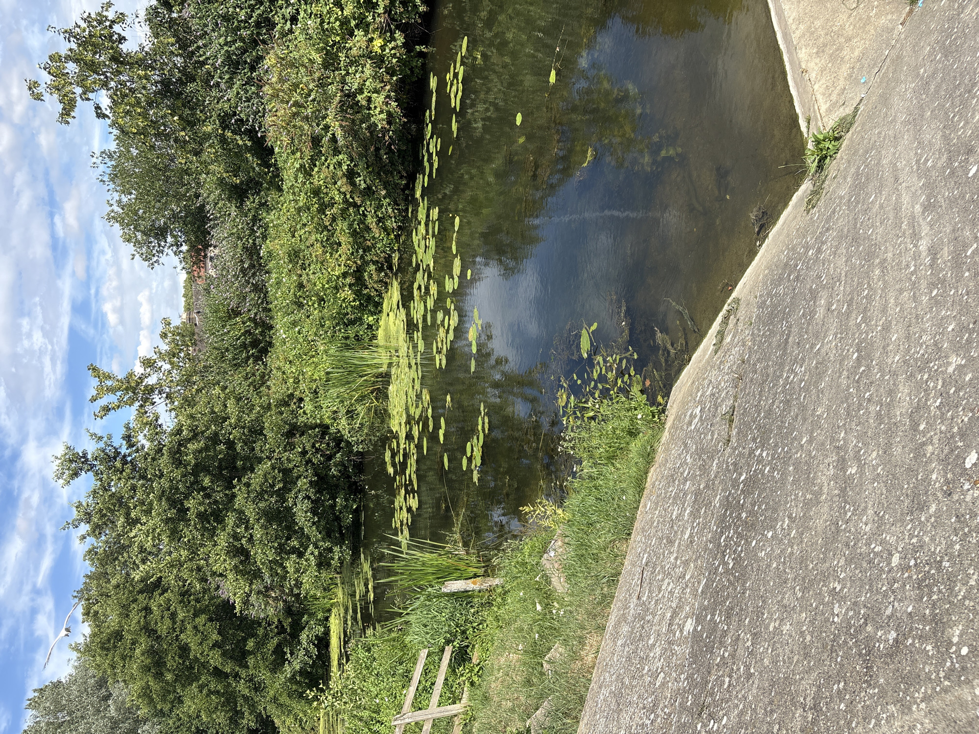 The image depicts a serene natural scene along a waterway. The foreground is dominated by a textured concrete embankment, which slopes down towards the dark, still water. The water's surface is partially covered with green lily pads, scattered across its expanse. Tall, reedy grass and lush green bushes line the left bank of the waterway. In the background, dense trees create a verdant canopy. The sky above is a vibrant blue, dotted with fluffy white clouds. A hint of distant red-tiled roofs can be seen peeking through the foliage on the left, suggesting a nearby settlement. The lighting indicates it is daytime, likely with pleasant weather, given the clear sky and the overall brightness of the scene. There is a small wooden structure, possibly a fence or part of a small jetty, visible near the water's edge on the left. The scene evokes a sense of tranquility and natural beauty.