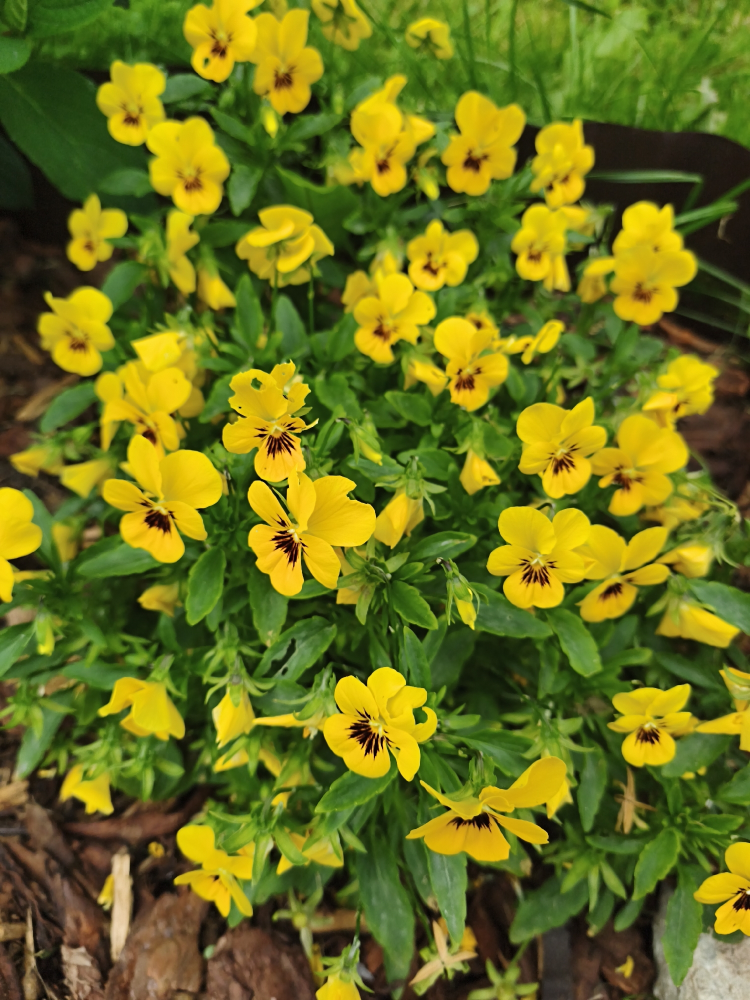 The image shows a close-up, high-angle view of a cluster of bright yellow pansies with dark centers. The flowers are in full bloom and are densely packed together, with vibrant green leaves providing a lush backdrop. Some of the flowers are facing directly towards the camera, while others are at various angles, revealing the delicate structure of their petals. The ground beneath the flowers is covered in dark, textured mulch, with hints of green grass and possibly a dark border or planter visible in the background. The lighting suggests it is daytime, with soft, diffused light illuminating the scene. The image was taken in a garden setting. There are no people or animals visible in the image. The image does not provide any information about the specific location in the city of Tallinn, Estonia.