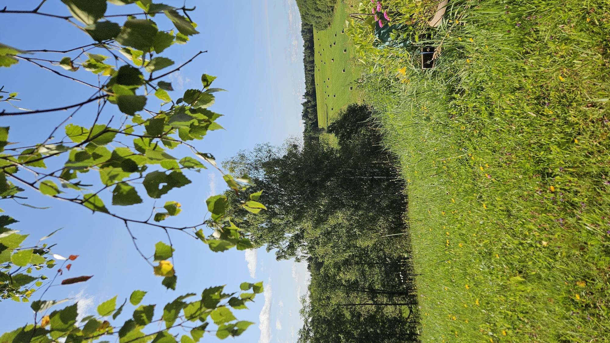 A sun-drenched landscape unfolds in Kapūņi, Latvia, dominated by a vibrant green meadow in the foreground. The meadow is dotted with yellow wildflowers and some purple clover, with tall grass swaying gently. In the mid-ground, a cluster of mature trees creates a dark green line, partially obscuring a vast, rolling field. This field, likely agricultural, is marked by numerous round hay bales, neatly arranged across its expanse. Beyond the field, a dense forest forms the horizon, its lush green canopy stretching towards a clear, bright blue sky. Wispy white clouds are scattered across the sky. In the upper portion of the image, the branches of a tree, adorned with green leaves and a few yellowing leaves, are silhouetted against the sky. The lighting suggests it is daytime, with bright sunlight casting subtle shadows. The overall impression is one of rural tranquility and summer abundance.