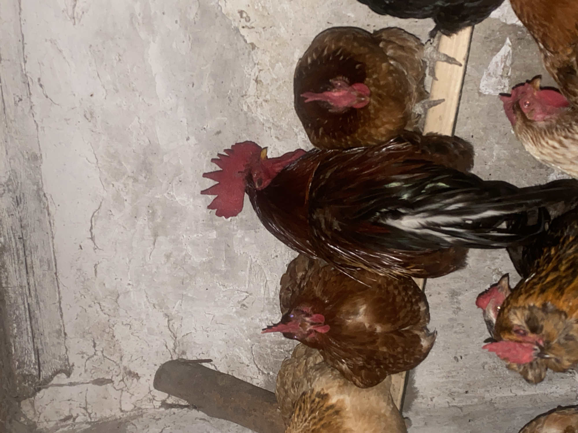 The image shows a group of chickens roosting inside a structure, possibly a coop or barn. The chickens are mostly brown, with one rooster exhibiting darker brown and black plumage with a prominent red comb and wattle. The chickens are perched on wooden beams or roosts. The background wall is a light color, possibly white or grey, with a rough, textured surface, perhaps plaster or concrete. The location is assumed to be in or around Ustyvytsia, Ukraine.