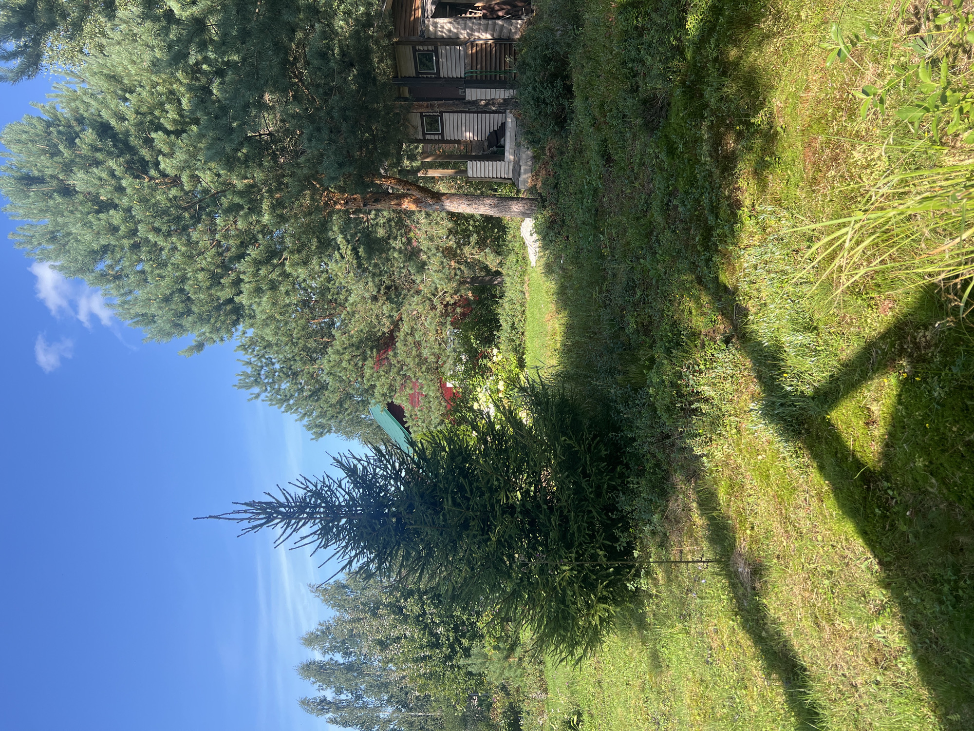 This is an outdoor, eye-level, medium shot of a backyard in the city of Rosà Snt, Russia, on a sunny day. In the foreground, the lawn is a mix of green grass and some dry patches, with tall grass and weeds growing on the right side of the frame. Large shadows from an unseen structure are cast across the lawn. A young evergreen tree stands in the middle left of the image. In the mid-ground, behind the evergreen, is a larger coniferous tree with a visible wooden structure attached to its base, which appears to be a small outbuilding with siding and windows. To the left of the outbuilding, a red building with a green roof is partially visible through the trees. The background consists of a dense arrangement of various trees and foliage under a clear blue sky with a few wispy white clouds.