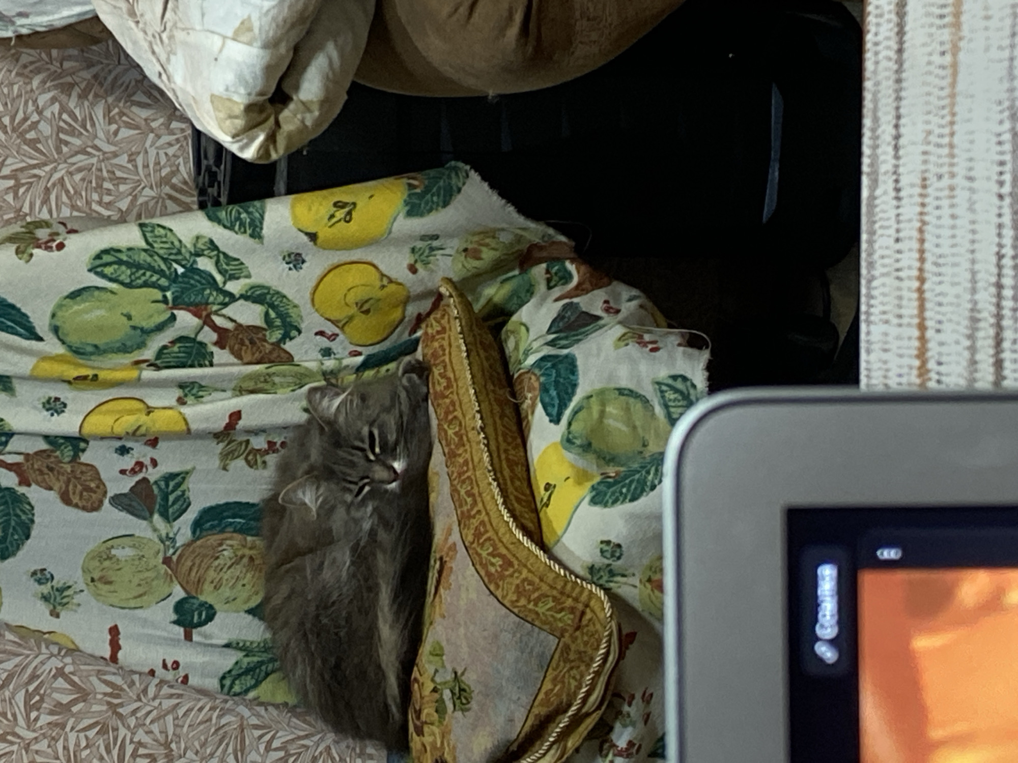 A gray, fluffy cat is captured sleeping or resting amidst a collection of soft furnishings in an indoor setting. The cat is positioned on a patterned fabric featuring illustrations of green and yellow apples and pears with leaves and berries, set against a light background. Next to the cat is another decorative fabric, possibly a cushion or throw, with an elaborate gold and brown braided trim and a muted floral design in the center.
In the upper portion of the frame, there are hints of beige and cream-colored textured fabrics, possibly blankets or pillows. To the right, a vertical section of a striped white and light brown material is visible, which could be a curtain or part of a piece of furniture. A dark, indistinct object or surface is visible in the background, behind the cat and fabrics.
Part of a laptop or tablet screen is visible in the foreground on the lower right. On the screen, a battery icon and partially visible text, which appears to read "Connect," can be seen against a dark background, with an orange or yellow image displayed on the main part of the screen. The overall impression is one of warmth and comfort, with the cat seemingly undisturbed in its peaceful state.