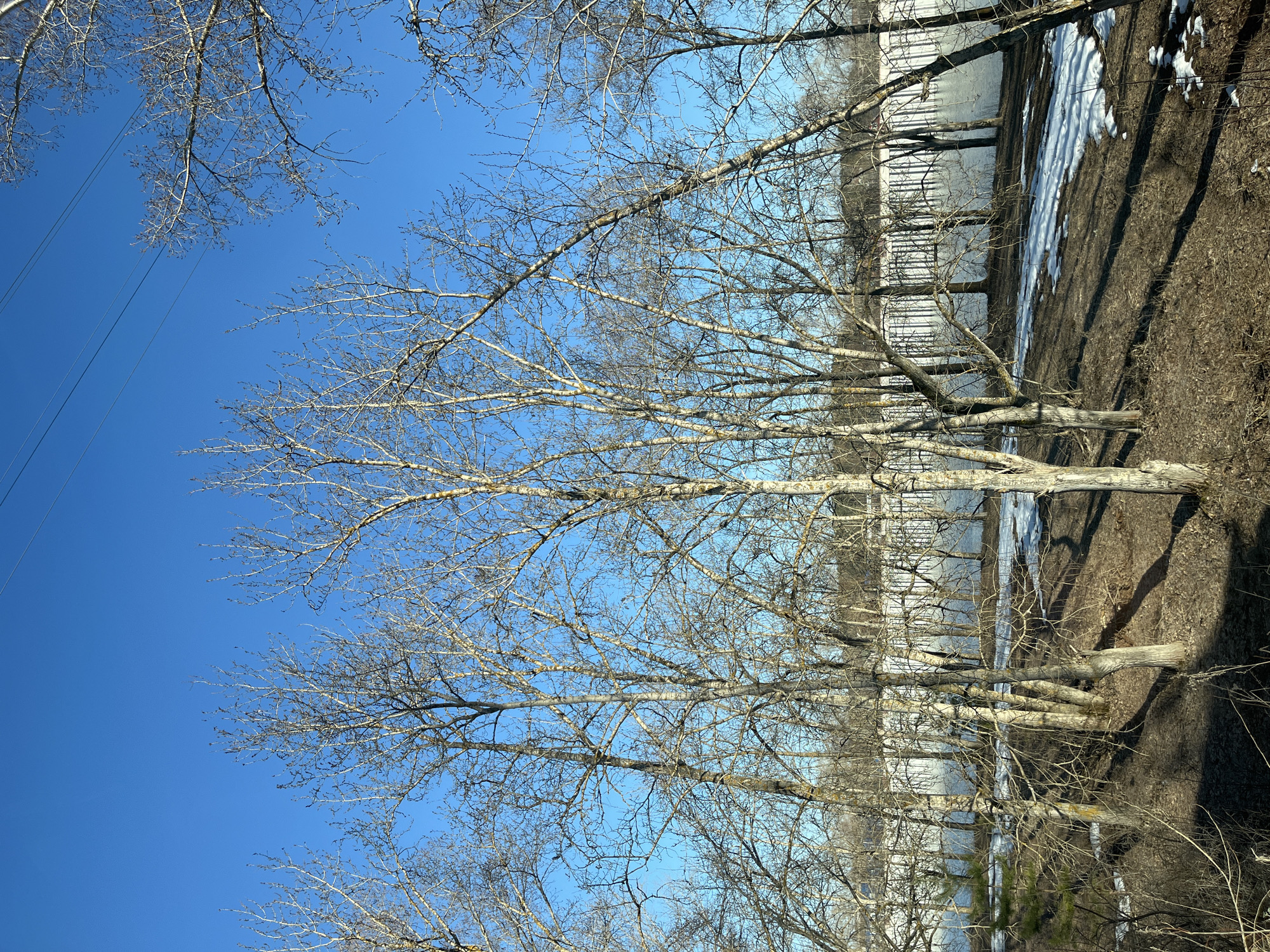 The image captures a clear, blue sky backdrop through the bare branches of trees, likely in early spring before leaves have emerged. The trees are lined up along a snowy bank that leads to a body of water. This body of water is reflecting back the cloudy sky, creating a contrasting light against the sky itself. On the far side of the water, a metallic-looking structure exists behind the trees. A dark, shadow-filled bank is contrasted with the snow-covered ground. Based on the location prompt, this scene is likely in Chaikovsky, Russia, near a river or lake, given the presence of water and bare trees indicative of a cold climate. The presence of power lines in the upper left suggests an urban or semi-urban environment. No people or animals are immediately visible in the image.