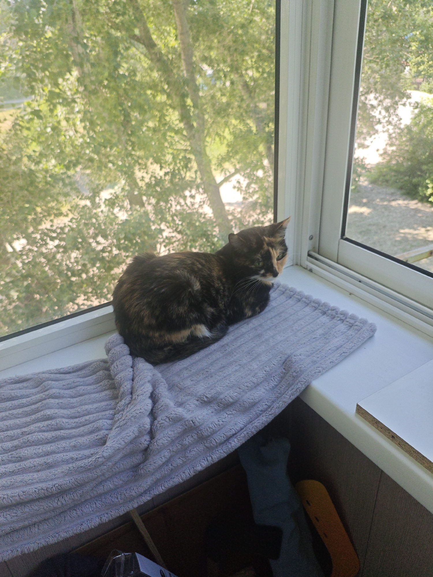 A tortoiseshell cat is resting on a windowsill on a light gray, ribbed mat. The cat is curled up with its head turned to the right, looking out a window. Through the window, green foliage and trees are visible, suggesting an outdoor environment. The windowsill itself is white, and below it, a dark-colored storage area is partially visible, containing what appear to be fabric items and possibly a yellow object. The scene is set indoors, near a window that offers a view of nature. The location is an apartment in Berdsk, Russia.